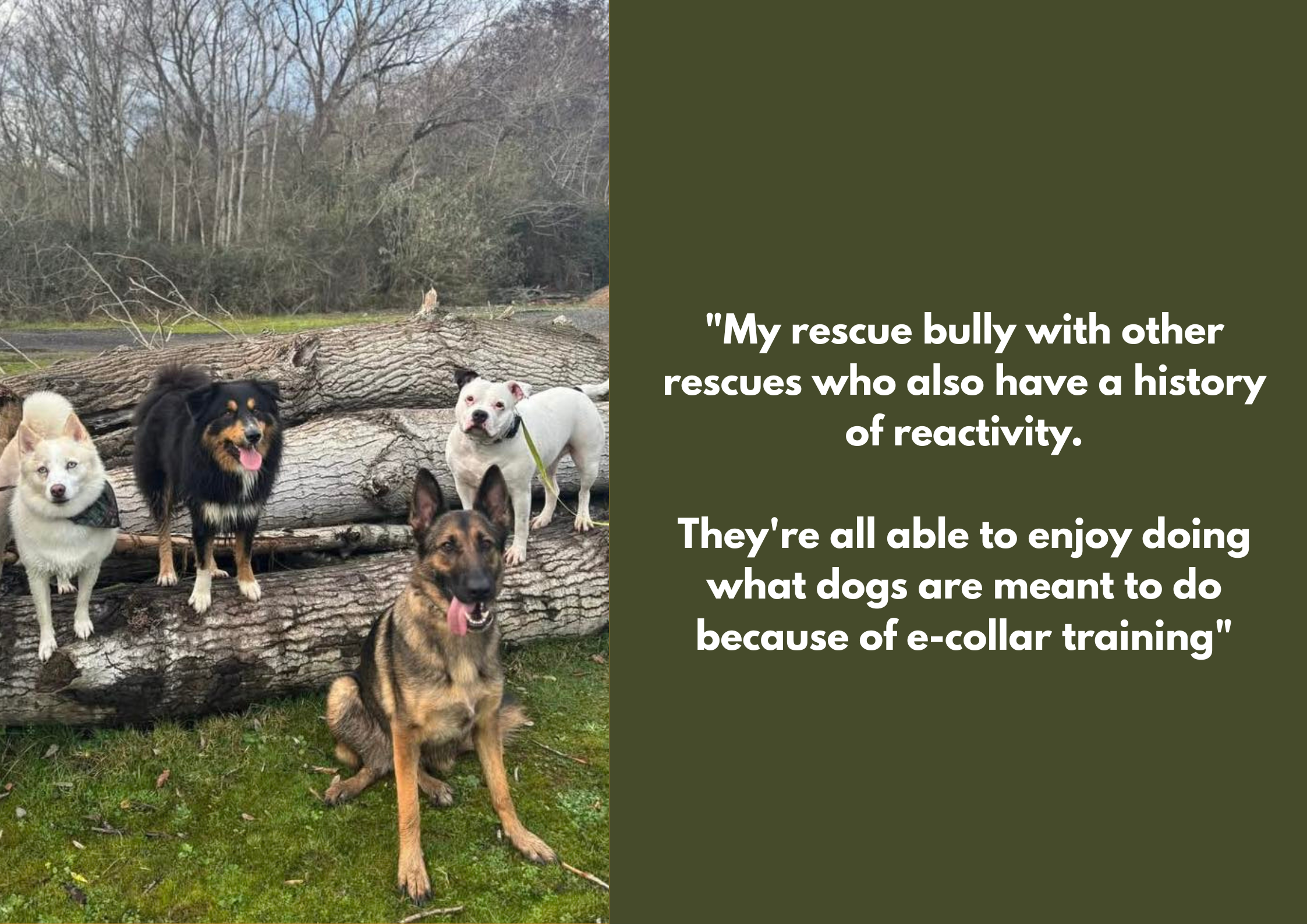 Four dogs sitting on a fallen tree in a park with leafless trees in the background, alongside an inset quote about rescue dogs and e-collar training.