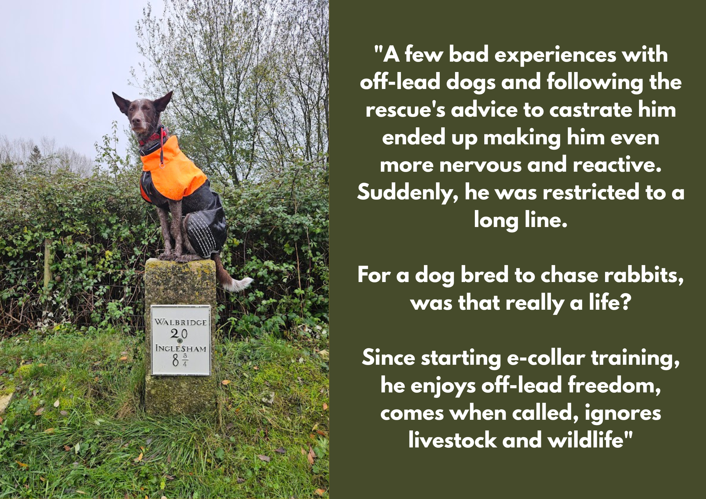 A dog wearing an orange vest sits on a stone post next to a sign with the words 'Walbridge 20, Inglesham 8 3/4' on it, in a grassy and wooded outdoor setting.