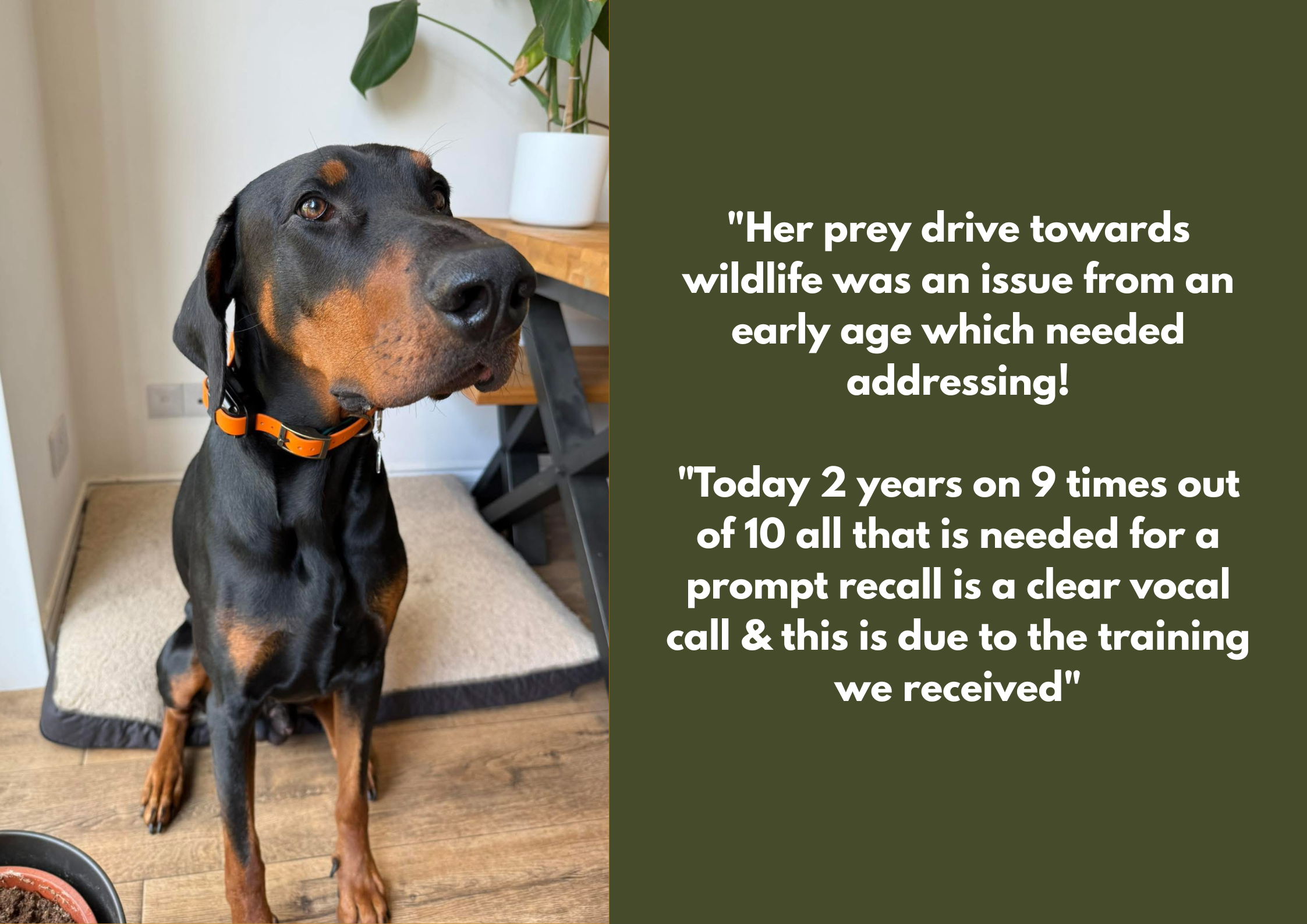 A black and tan dog wearing an orange collar sitting indoors on a wooden floor, next to a beige mat and a plant on a table.