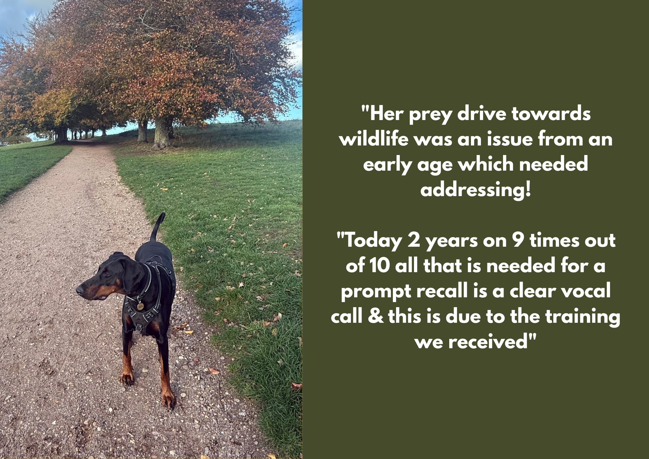 A black and tan dog on a leash standing on a dirt pathway in a park with trees and grass.