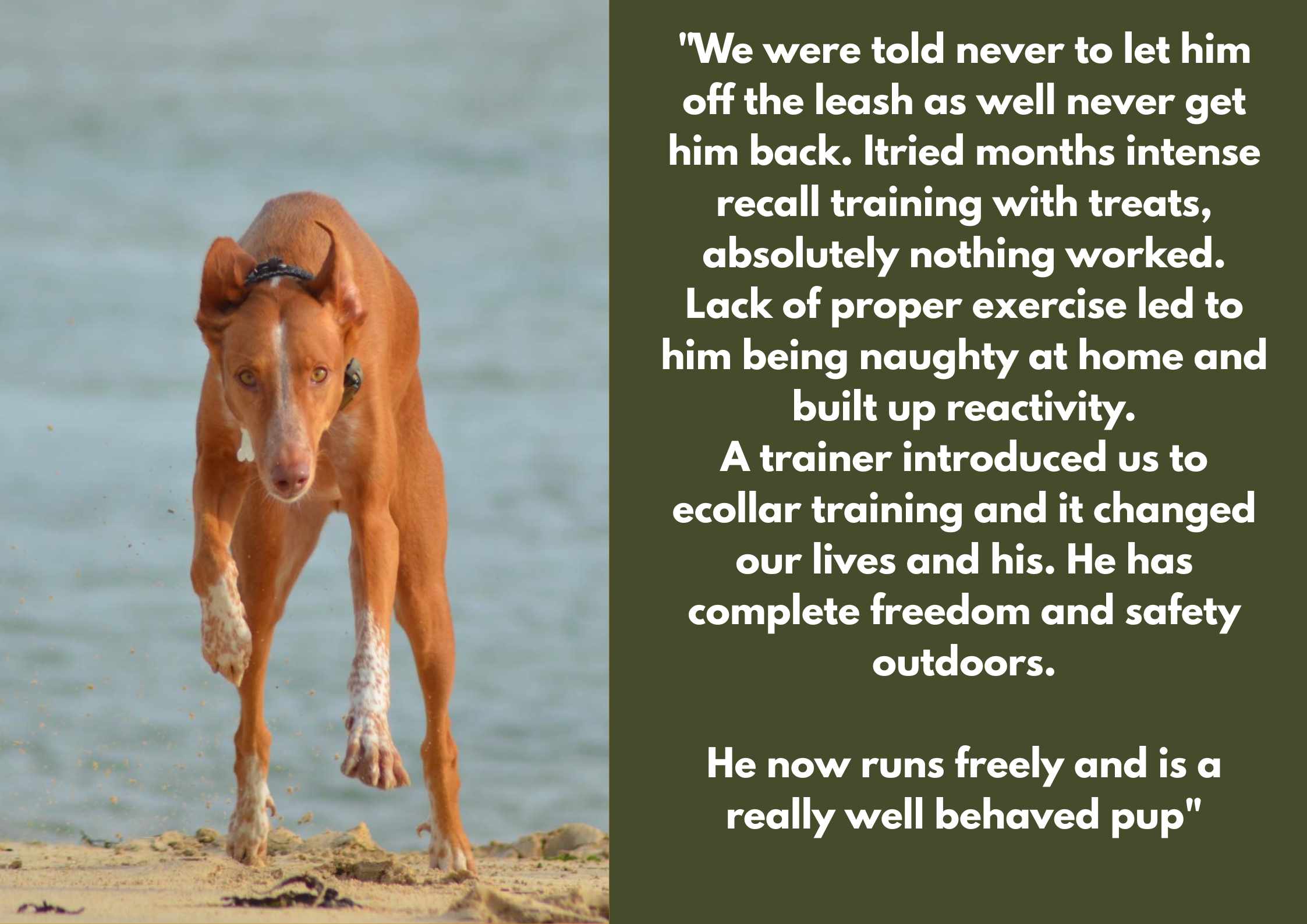A brown dog with a black collar running on the beach with water in the background. Next to the dog, there is a text box with a quote about dog training and freedom.