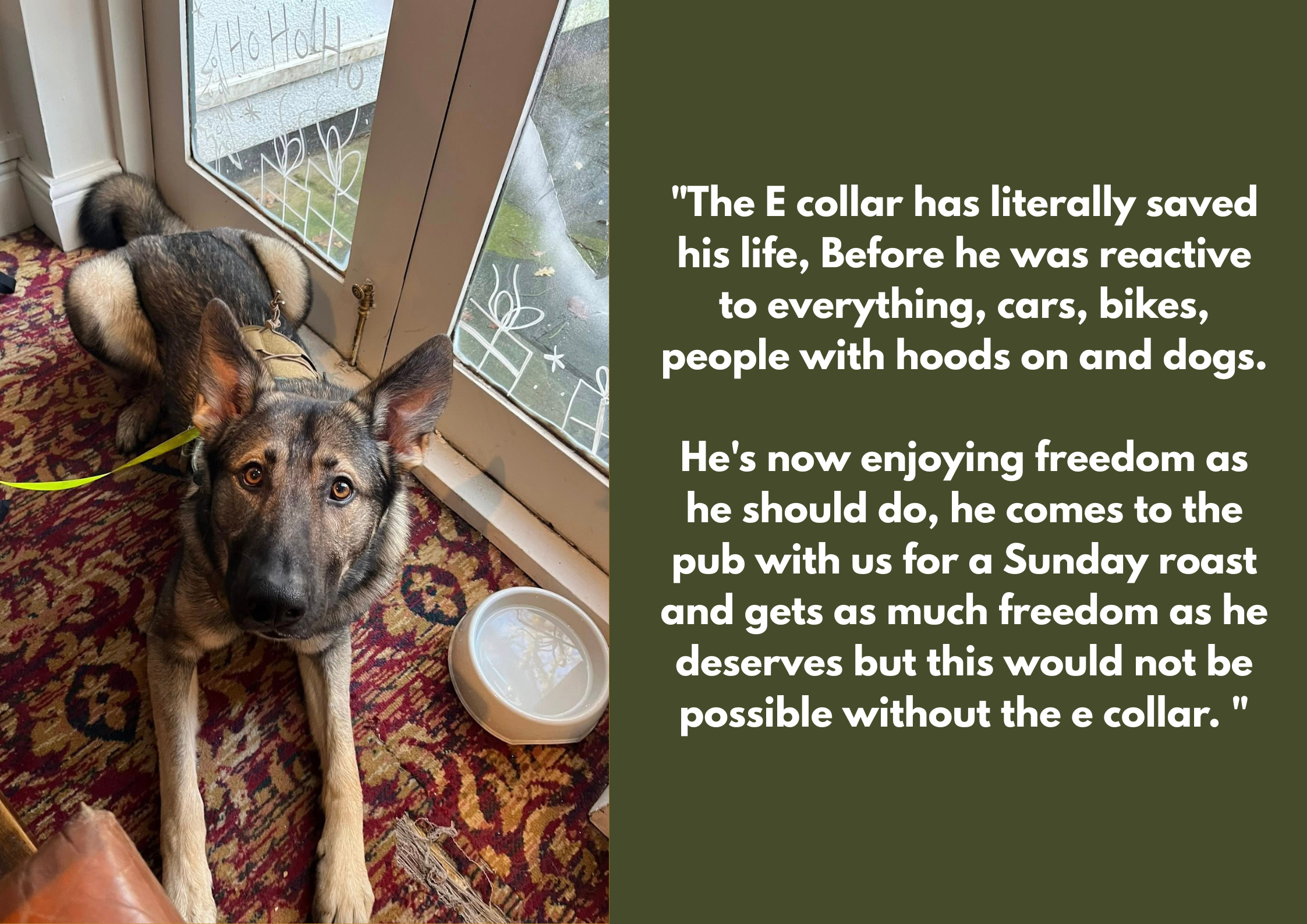 A dog lying on a red patterned carpet with a yellow collar and leash, looking up at the camera inside a house near a glass door with white artwork on it. Next to the dog is a white plastic bowl.