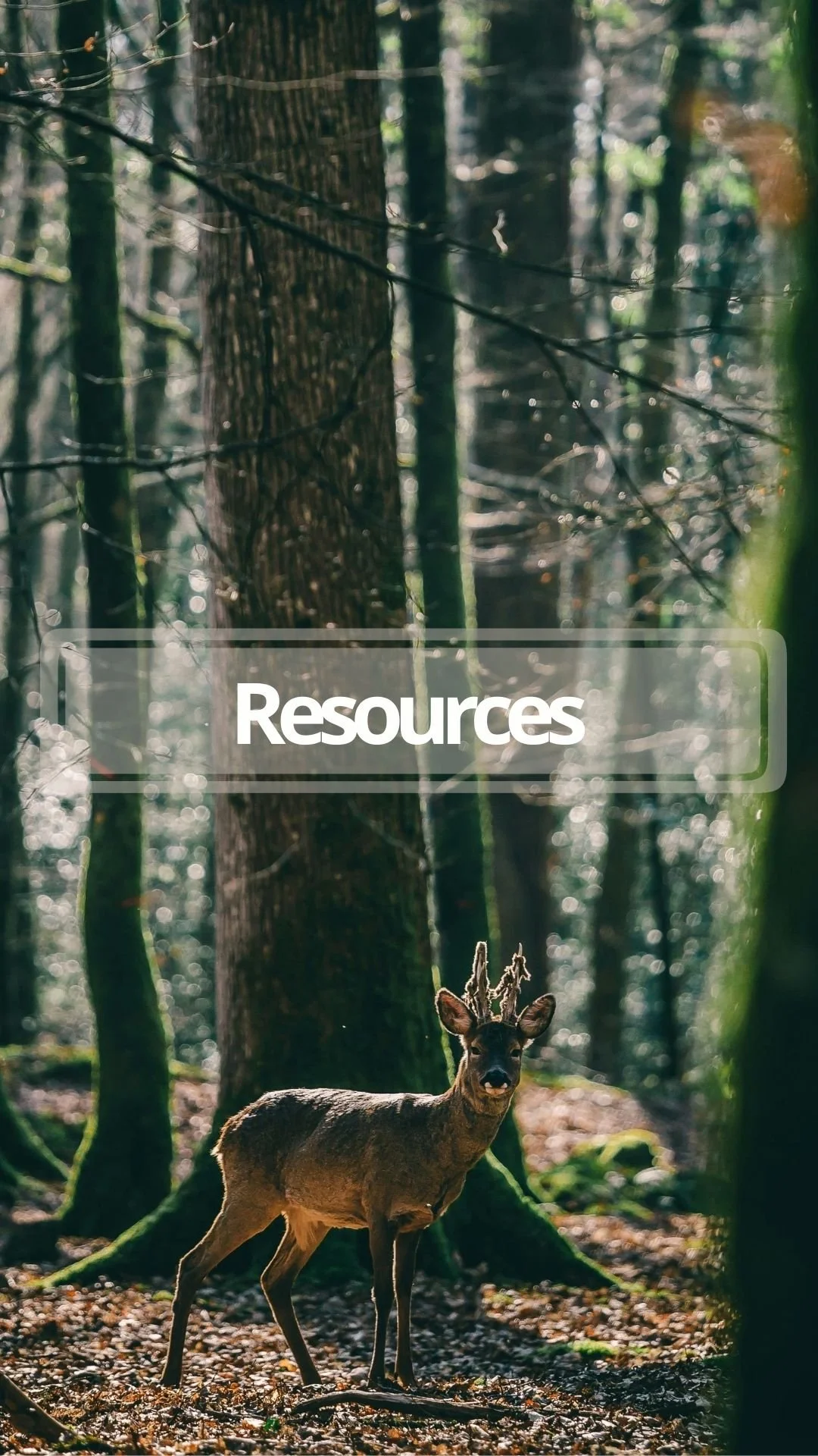 A forest scene with a deer standing on the ground among trees, with sunlight filtering through the canopy. The word 'Resources' is overlayed in the center.