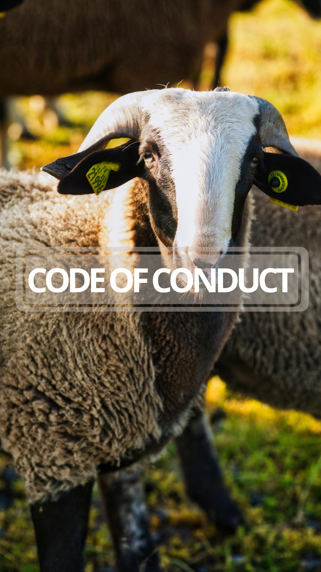 Close-up of a sheep with black and white face and woolly coat, outdoors in daylight, with the text 'CODE OF CONDUCT' overlaid. E-Collar Livestock Avoidance.