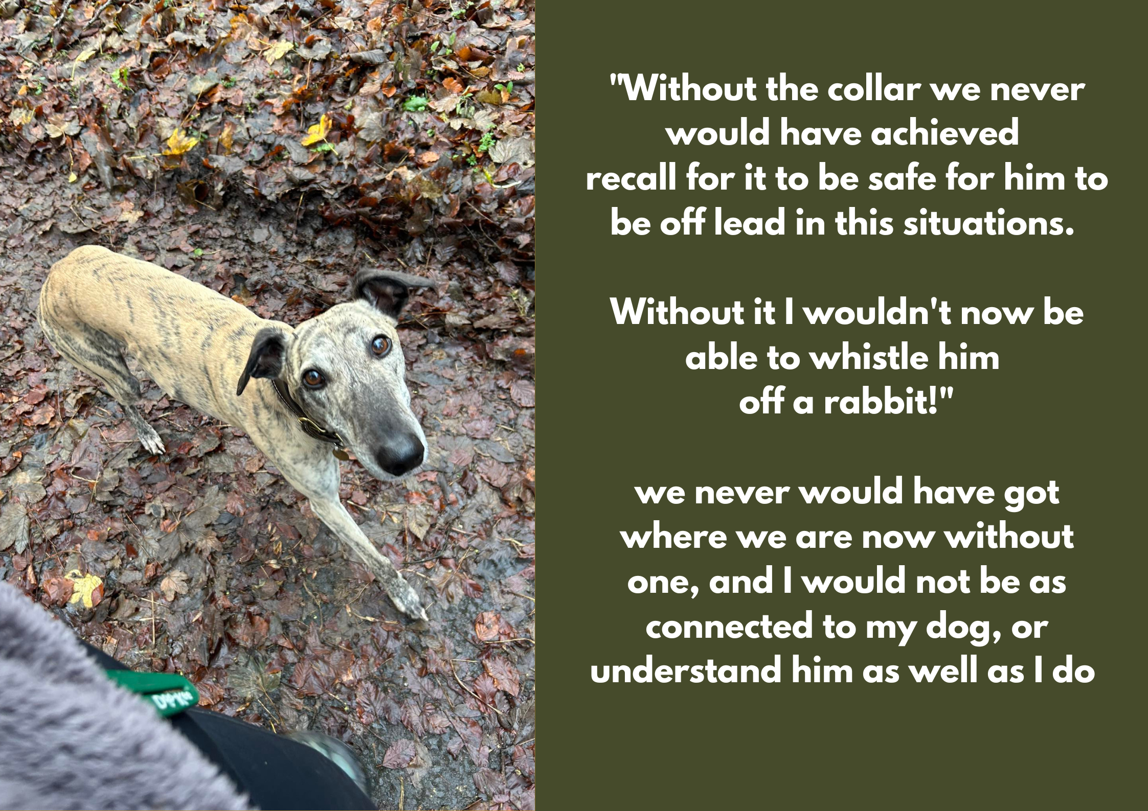A dog with a sweetheart brindle coat looking up at the camera on a leaf-covered ground, with a quote about dogs and their owners on a green background to the right.