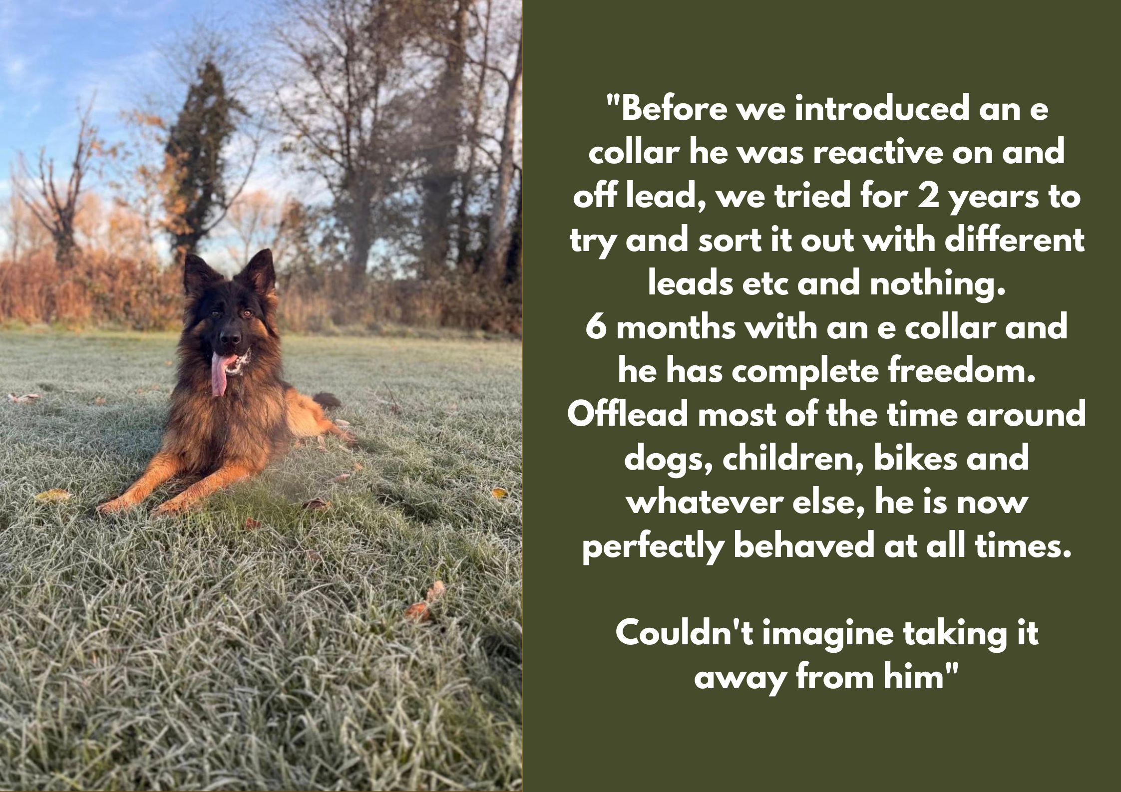 A dog lying on grass outdoors with trees and a blue sky in the background, next to a green text box with a quote about the dog's training and behavior.
