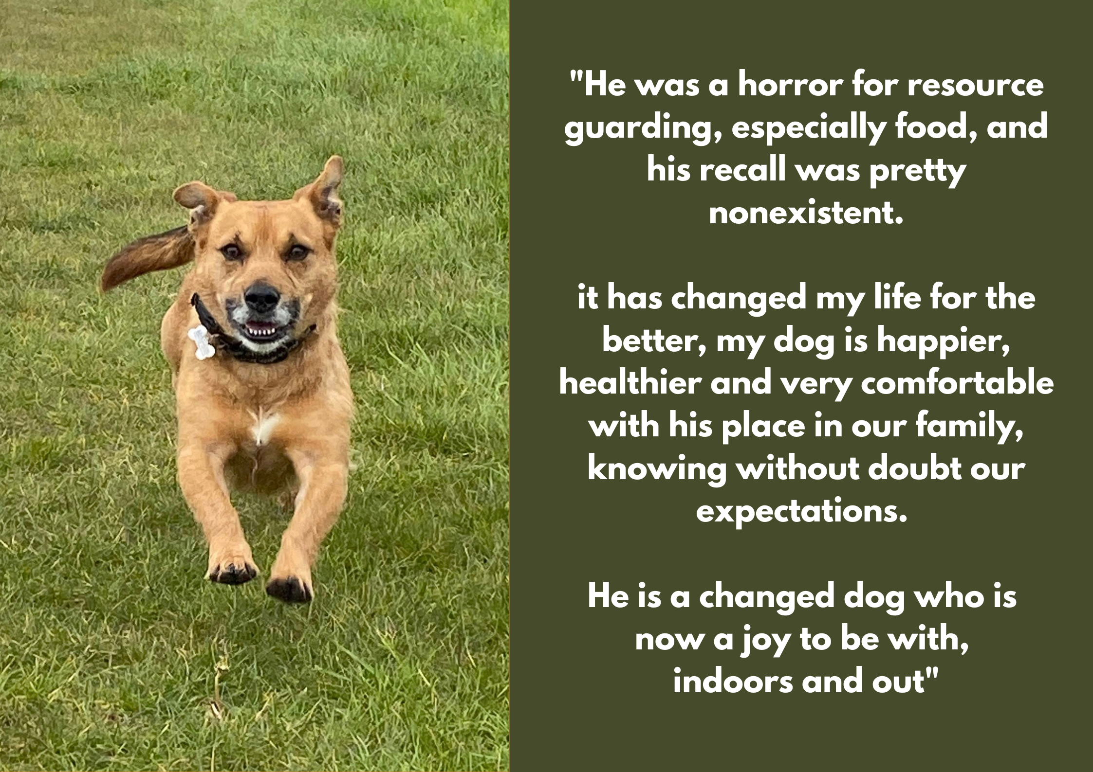 A happy dog running on green grass, with a quote about how the dog has changed and brings joy to its family.