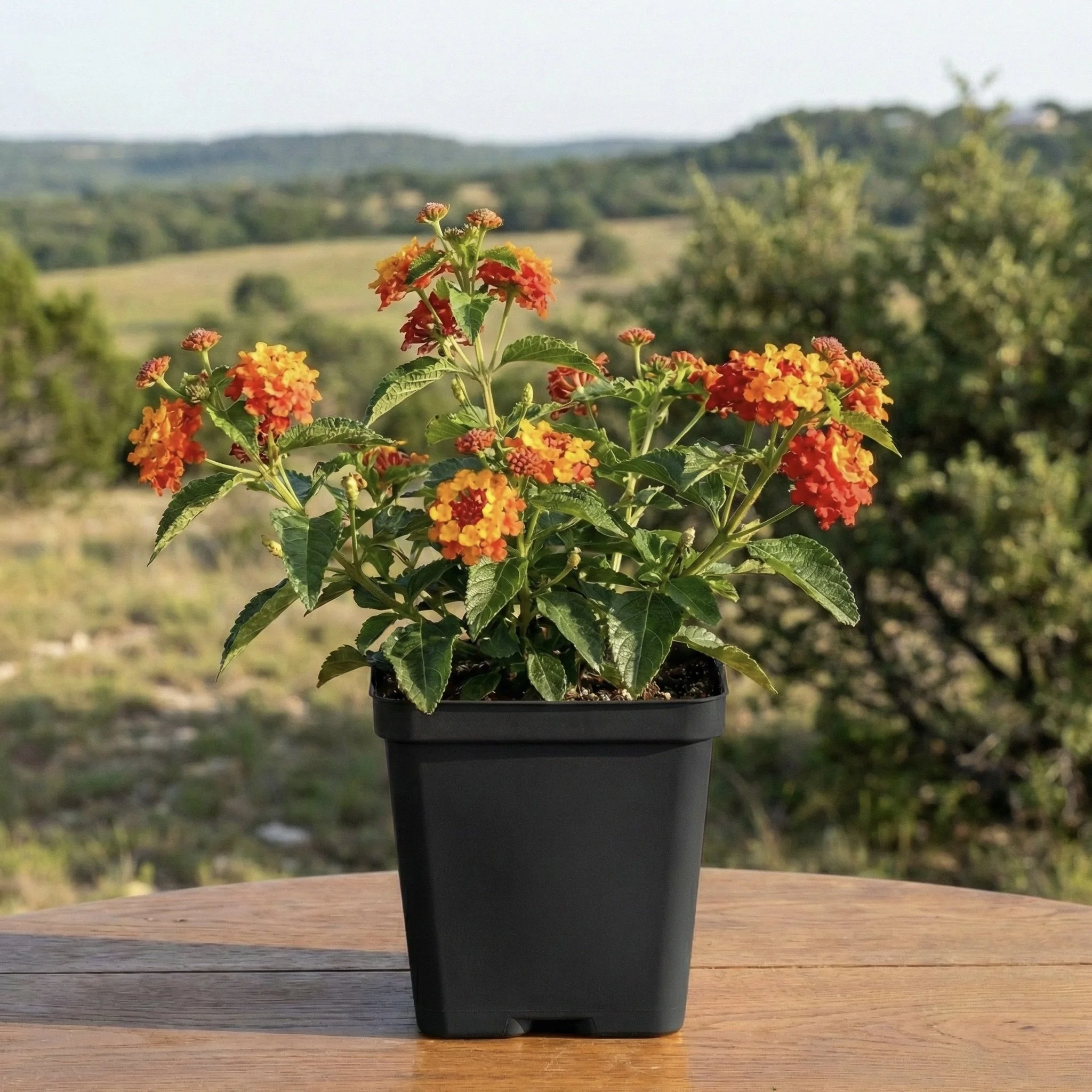 Texas Lantana (Native)