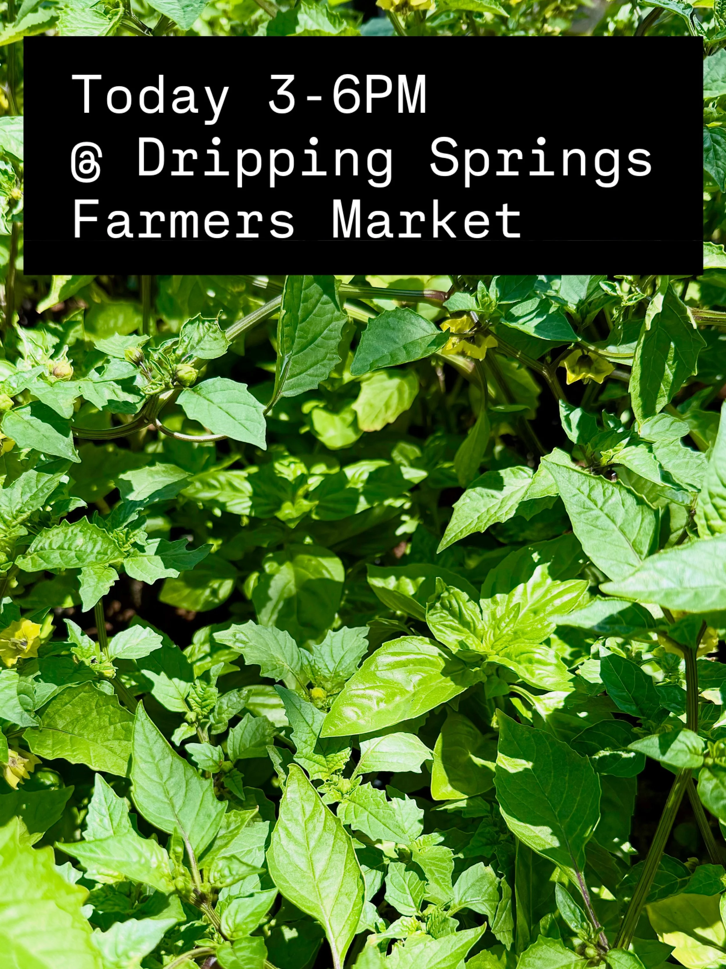 Artisan grown Organic Tomatillos de Milpa and 5th generation Large Leaf Basil @DSFarmersMarket today 3-6PM.

Our rare Tomatillos de Milpa are a wild type with purple jewel toned cherry size fruits packed with rich, complex sweet-tart flavor. Enjoy th