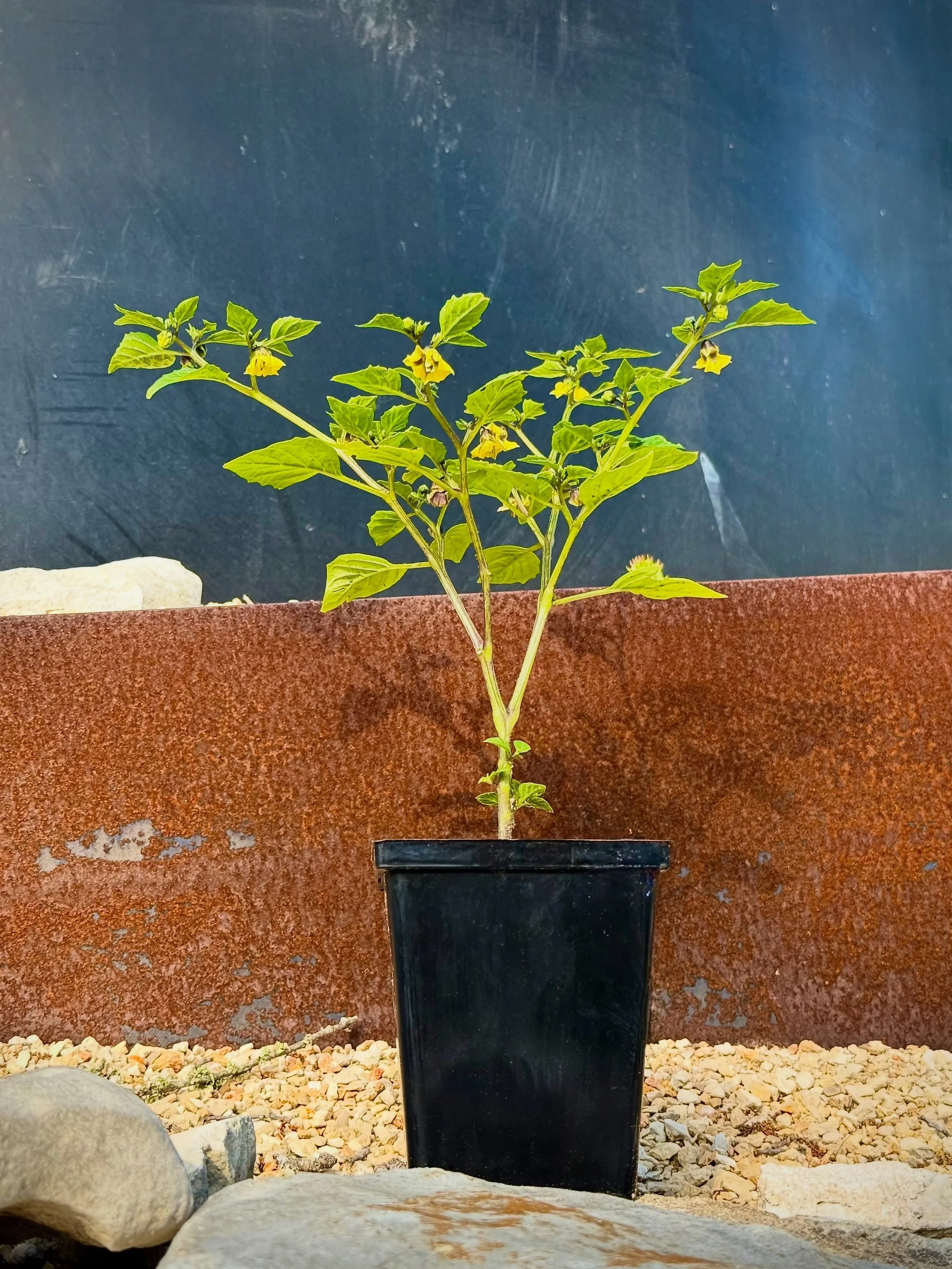 Tomorrow! Mature tomatillo plants ready to burst with fruit @DSFarmersMarket! 🤩

The spring cold snaps are over and these beauties survived our last 50+mph cold snap storm without staking or protection of any kind. They&rsquo;re ready to plant and e