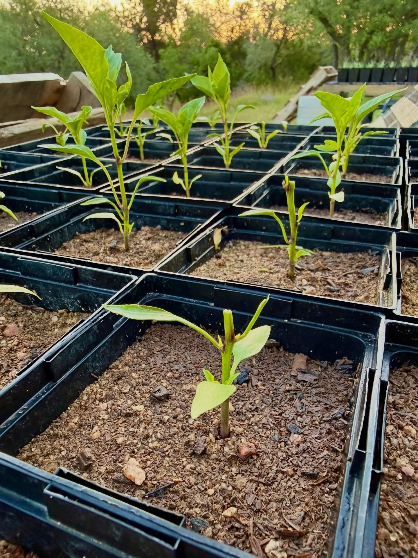 Our beloved deer family was extra curious and adventurous last night, sampling our Basil and feasting on our pepper plants. They&rsquo;ll bounce back soon and will be stronger for it. Survival comes from the roots and deer browsing will take our root