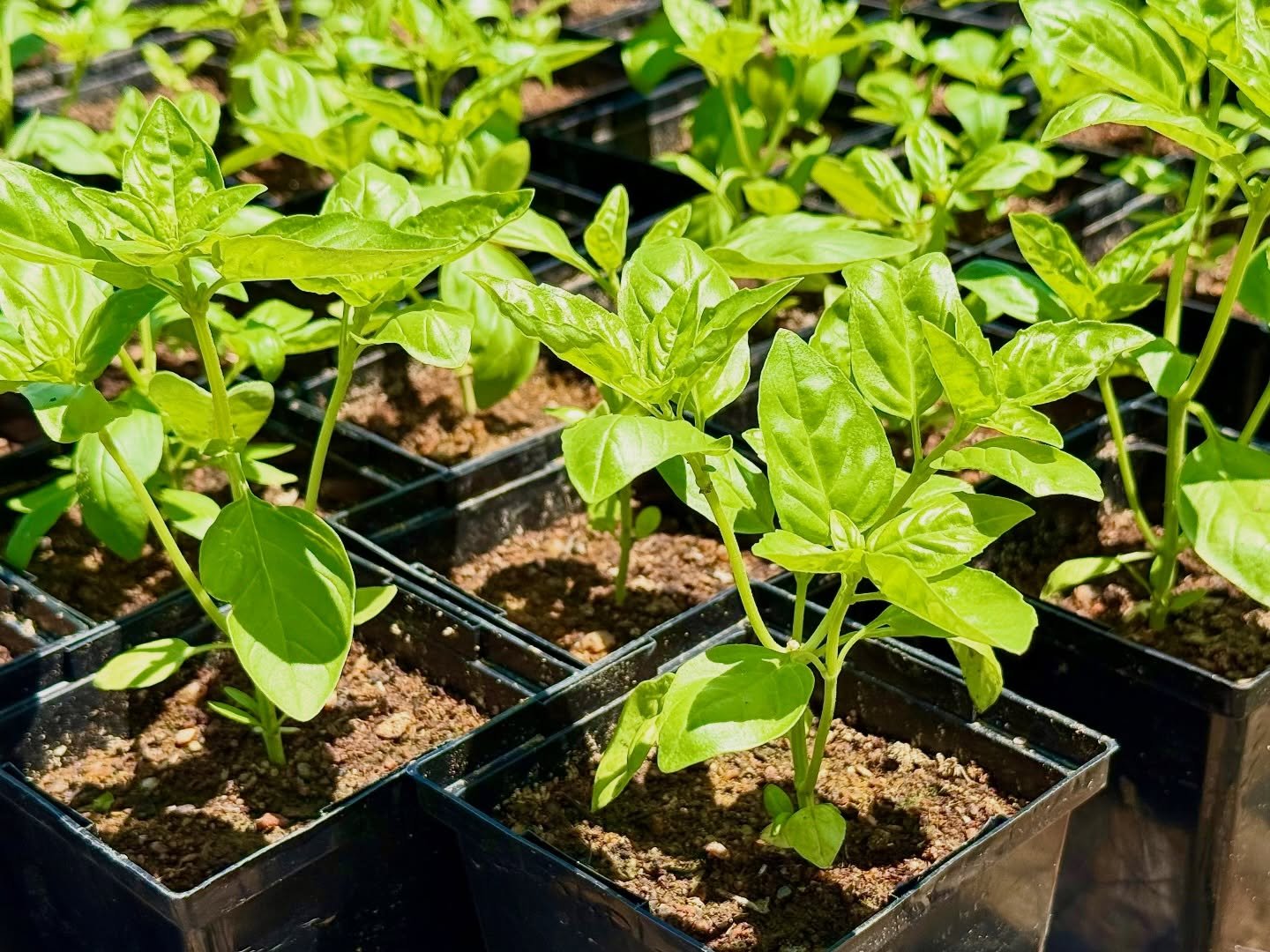 Our Tomatillos and Basil (the most sensitive of our spring plants) pulled through this past week&rsquo;s storms and cold snap temperatures with flying colors. The first batch and most vigorous of our artisan grown Tomatillos de Milpa and Large Leaf B