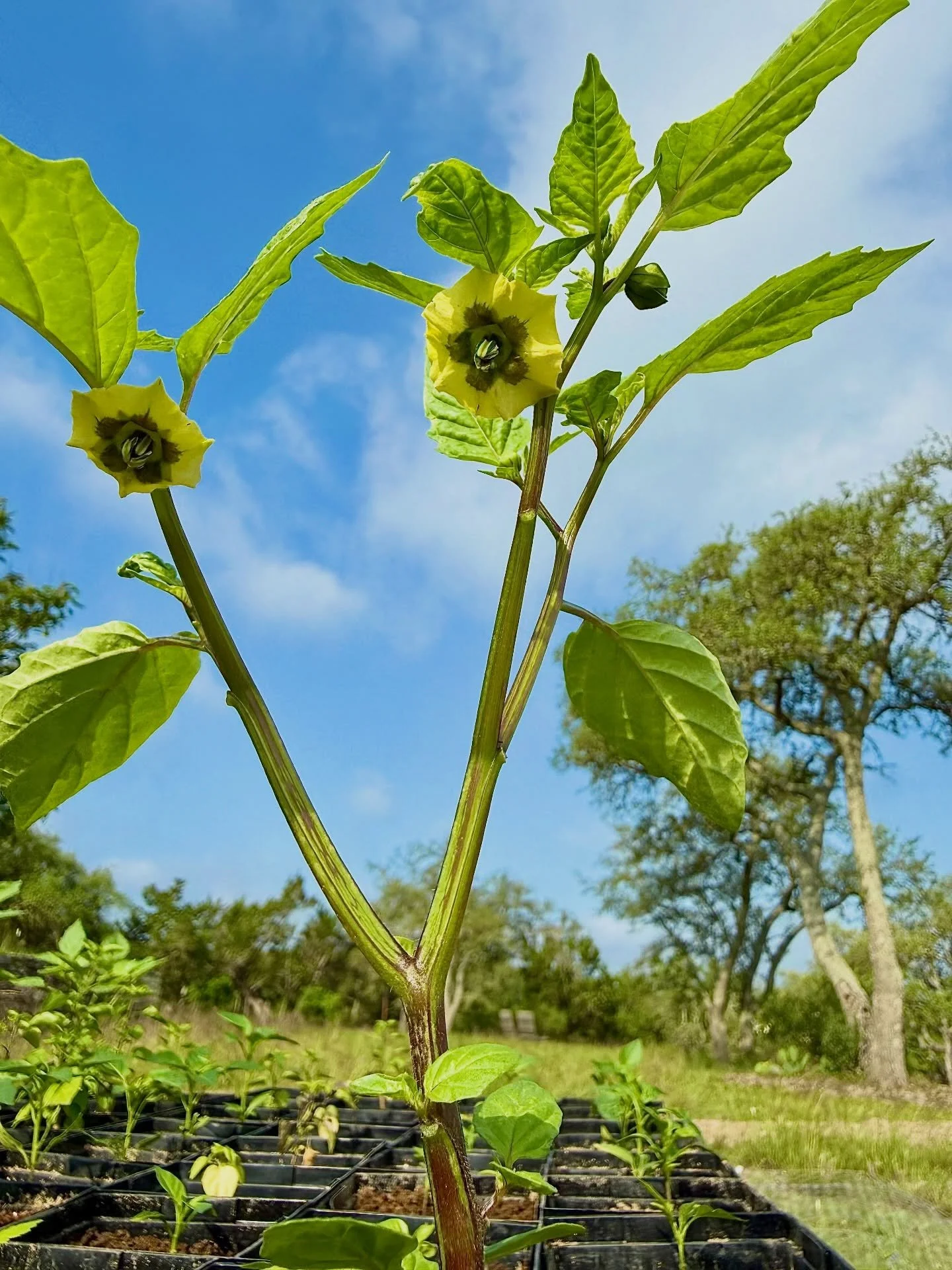 Our Tomatillos de Milpa are putting out their first set of flowers! Aren&rsquo;t they stunning?

Be sure to get 2+ as they need each other to cross pollinate to produce their purple blushed flavor packed cherry size fruits.

Shop at link in bio. 🔗
.