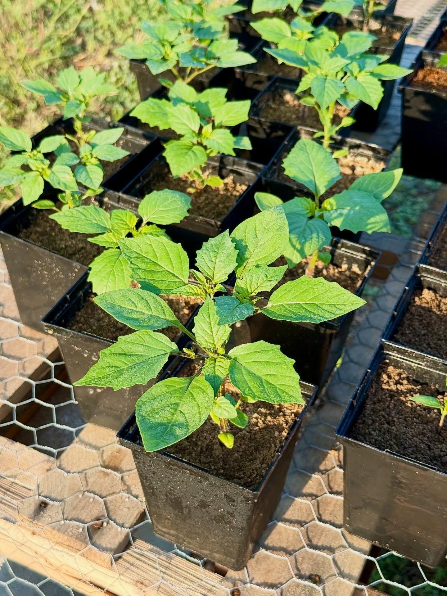 Our Tomatillos de Milpa are growing fast and starting to put out fruit. These are a wild type tomatillo that will thrive in your Central Texas garden with no help from you. 

They&rsquo;re standing tall in our 20+ mph gusting hilltop winds without st