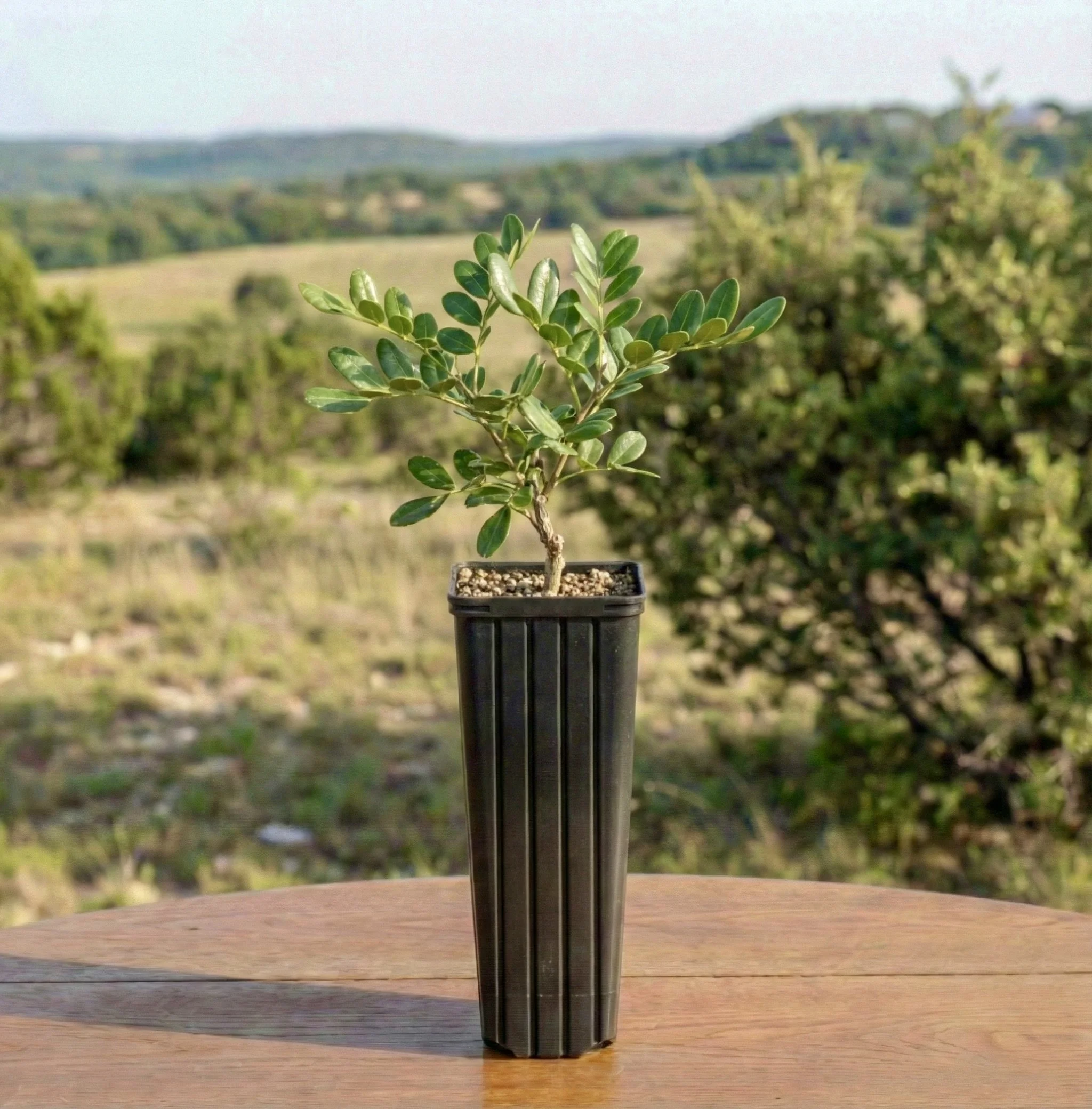 Texas Mountain Laurel