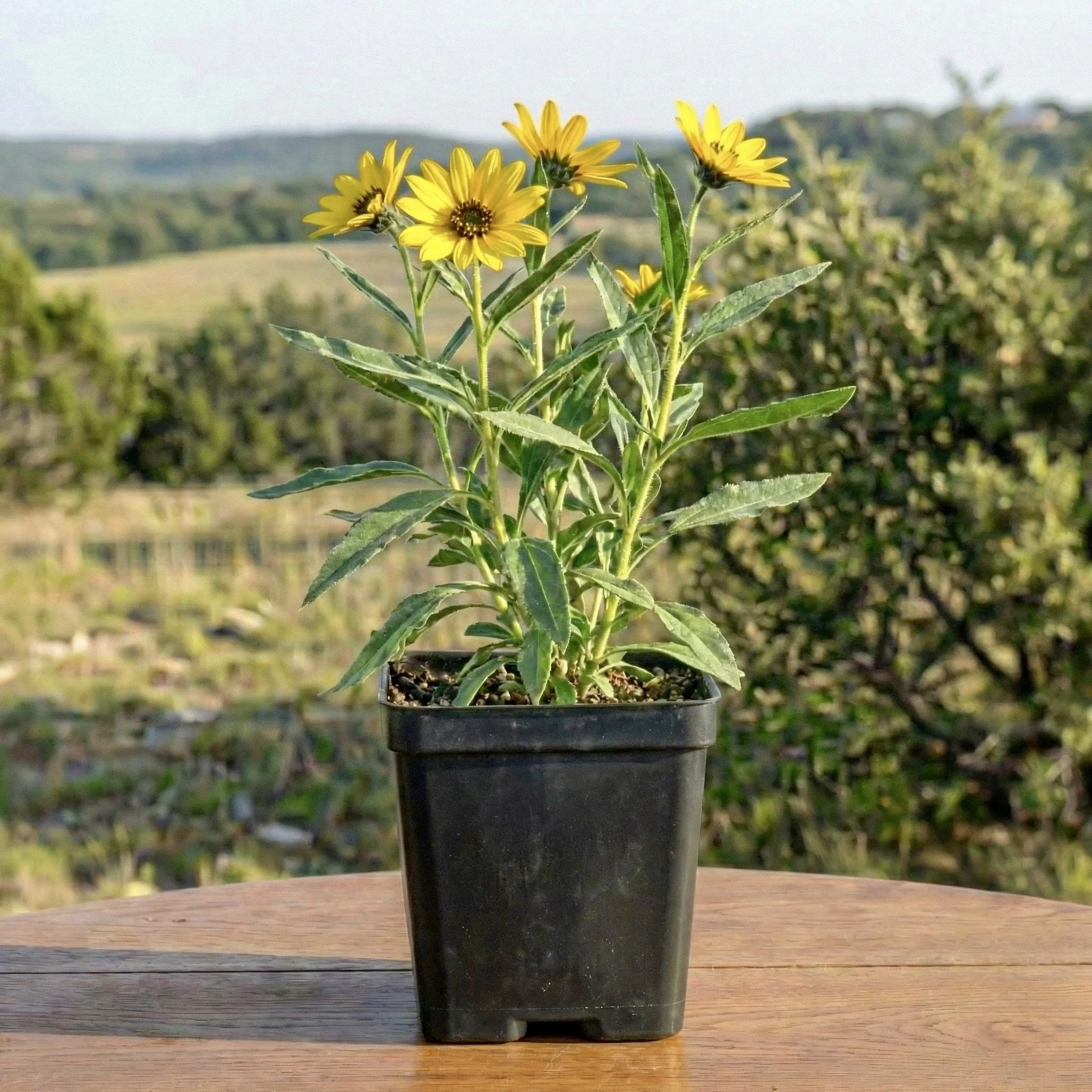 Maximilian Sunflower