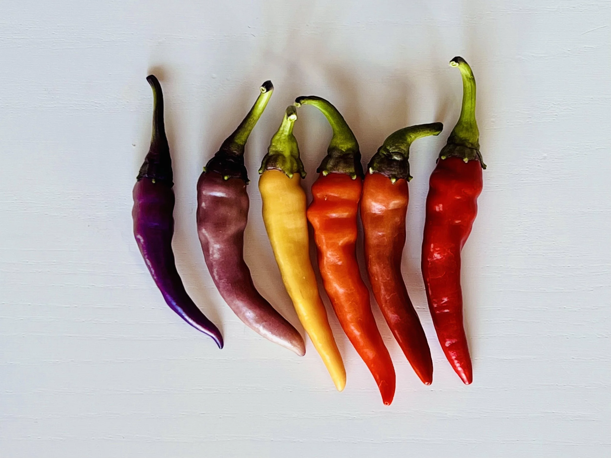 Buena Muleta Hot Pepper