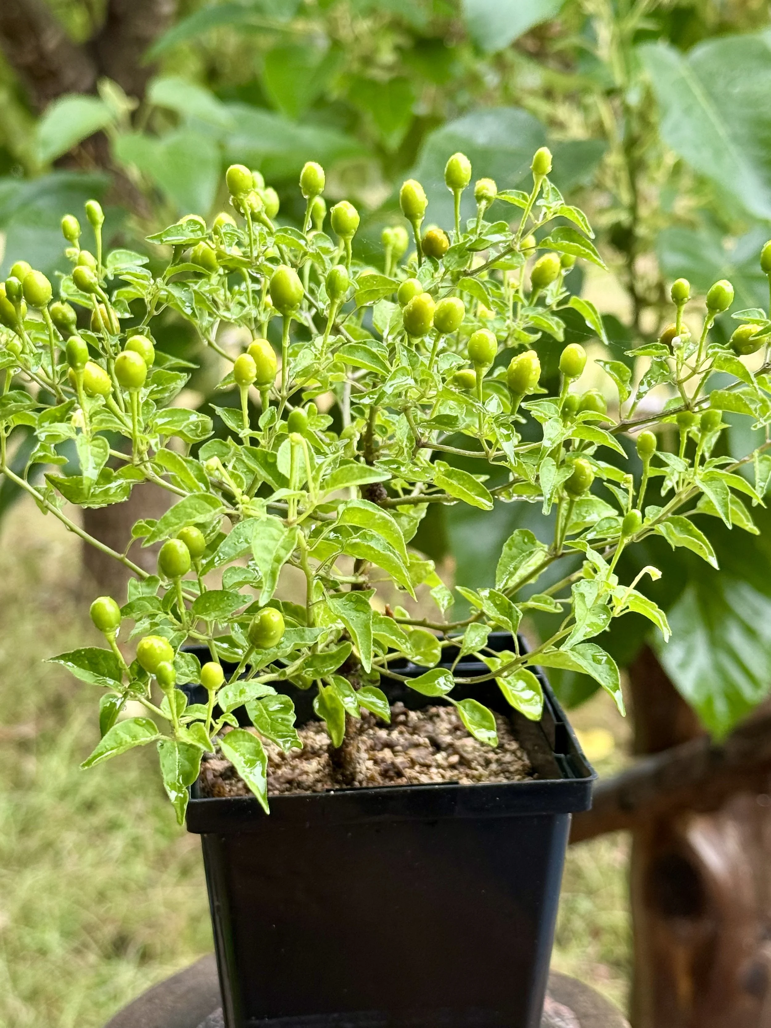 Chiltepin Native Pepper