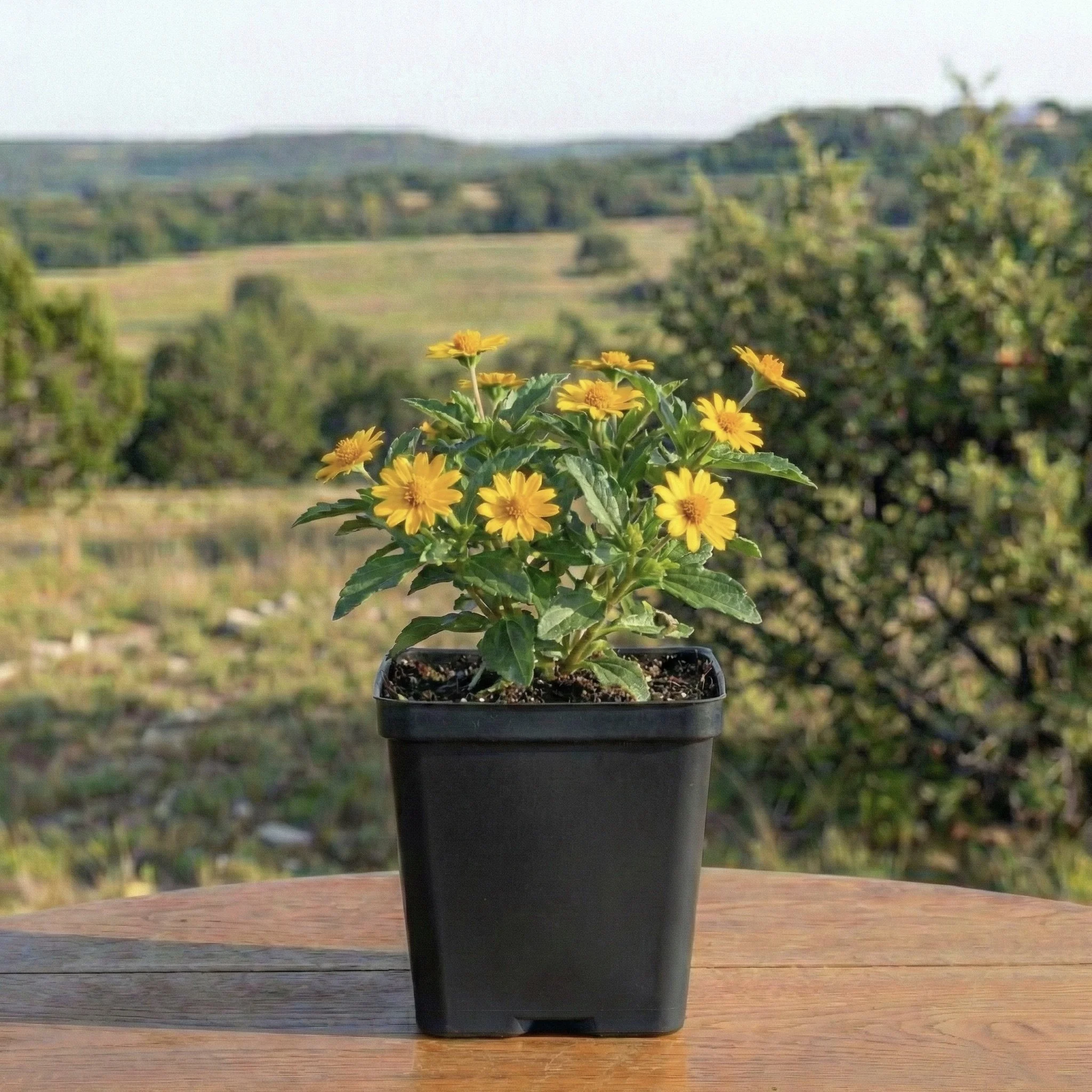 Zexmenia Deep Square Pot Agarita Hills Ranch.jpeg