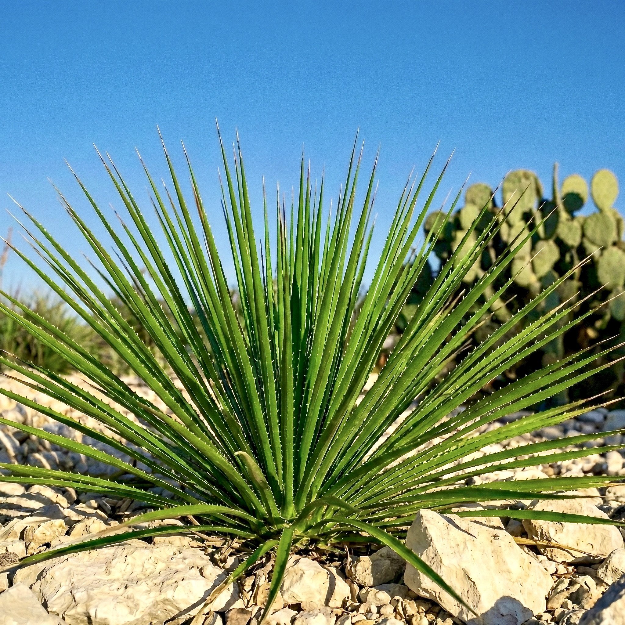 Texas Sotol (Dasylirion texanum)