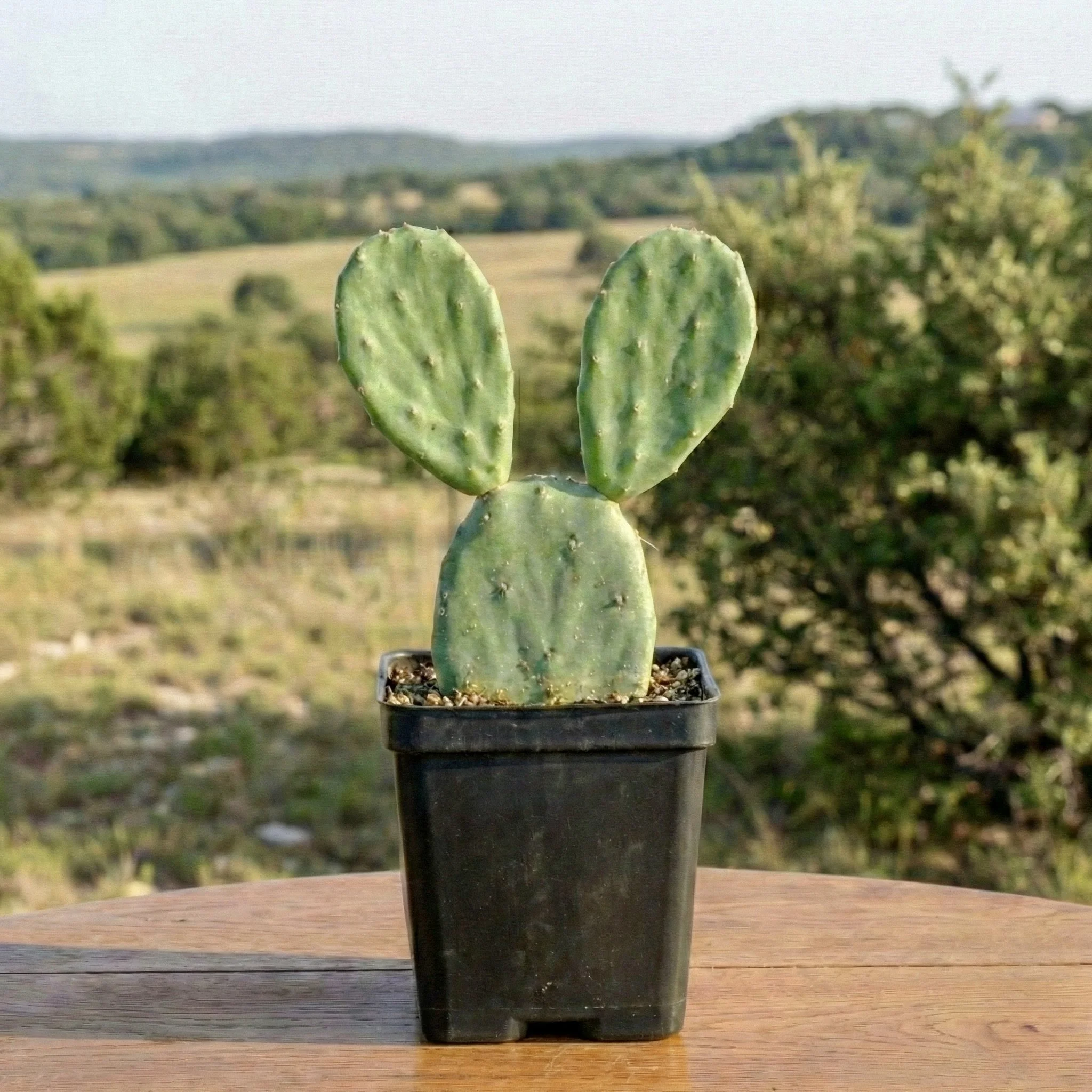 Spineless Prickly Pear