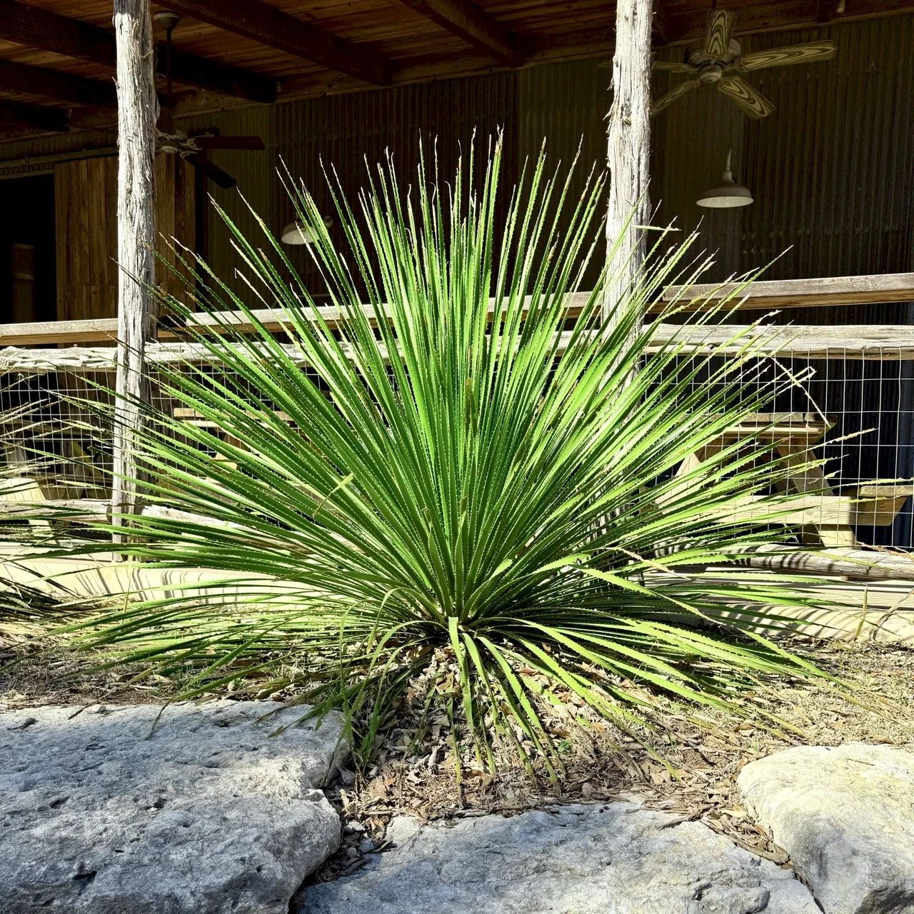 Texas Sotol (Dasylirion texanum)