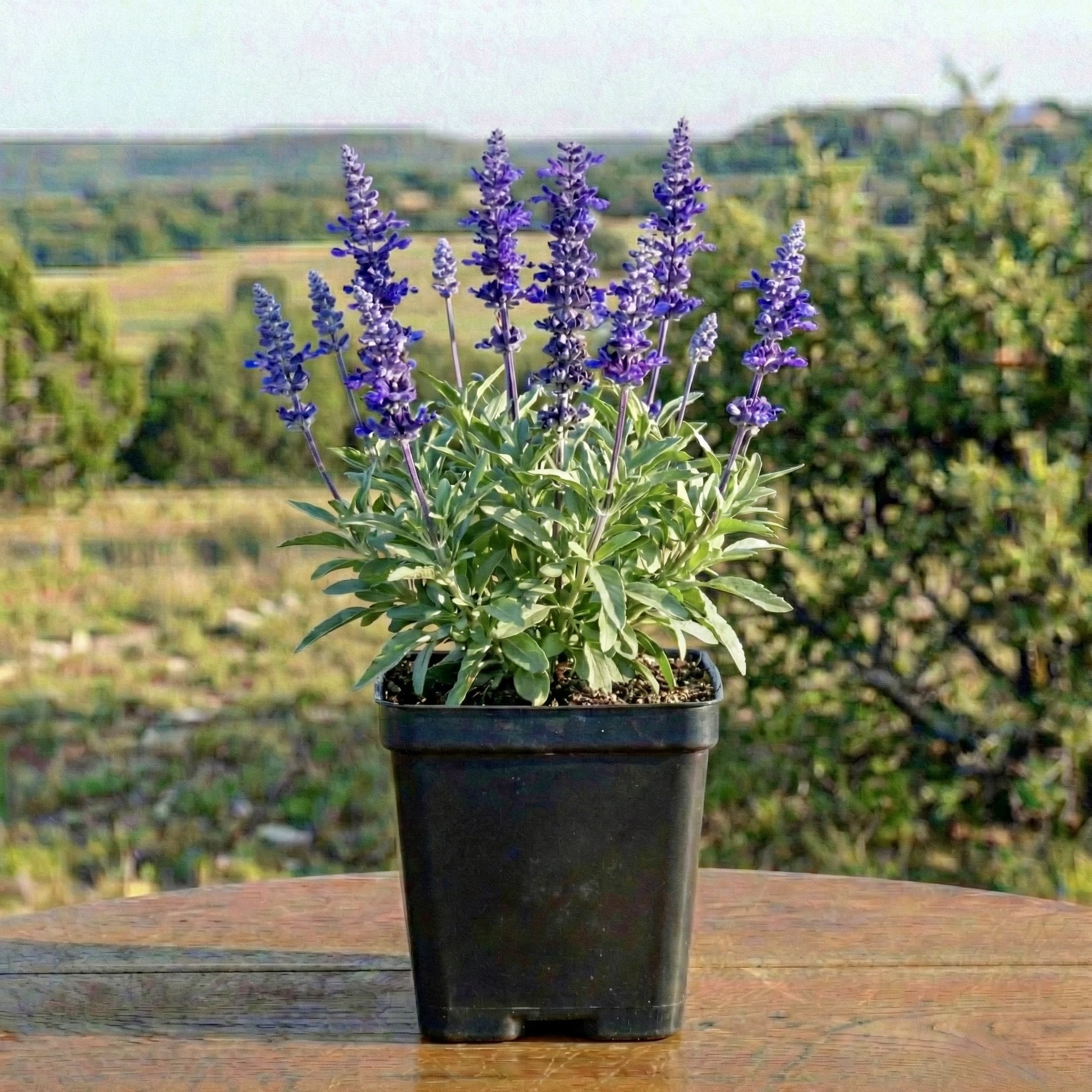 Mealy Blue Sage (Salvia farinacea)