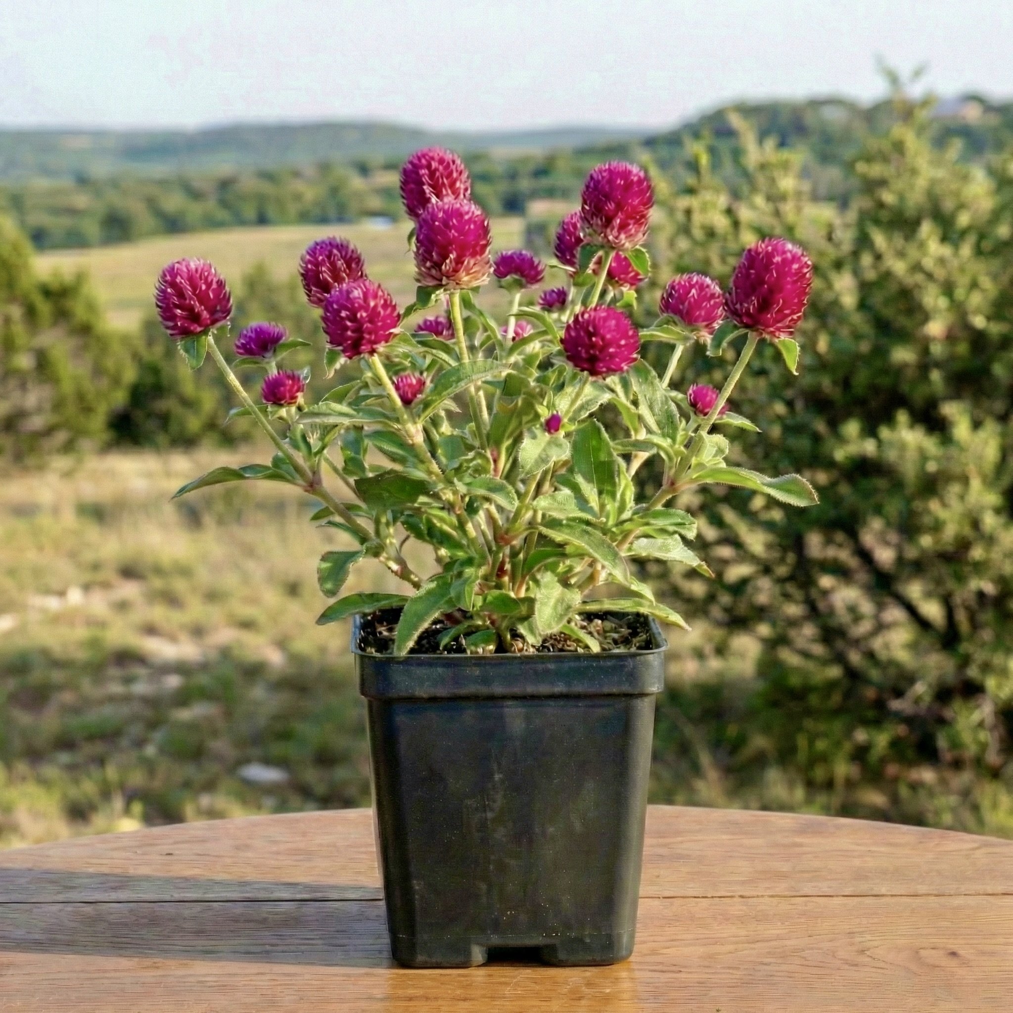Globe Amaranth (Gomphrena)