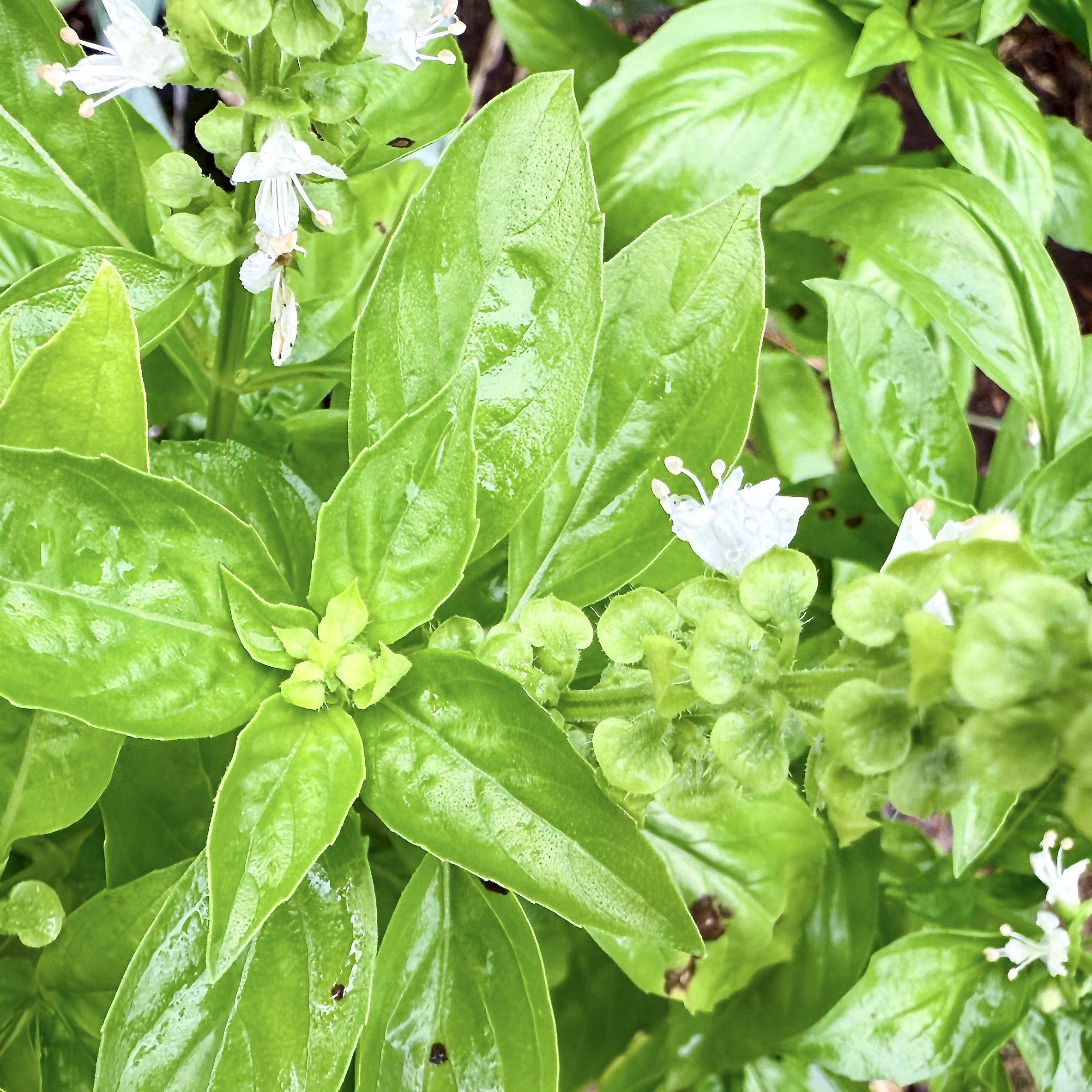 Genovese Basil