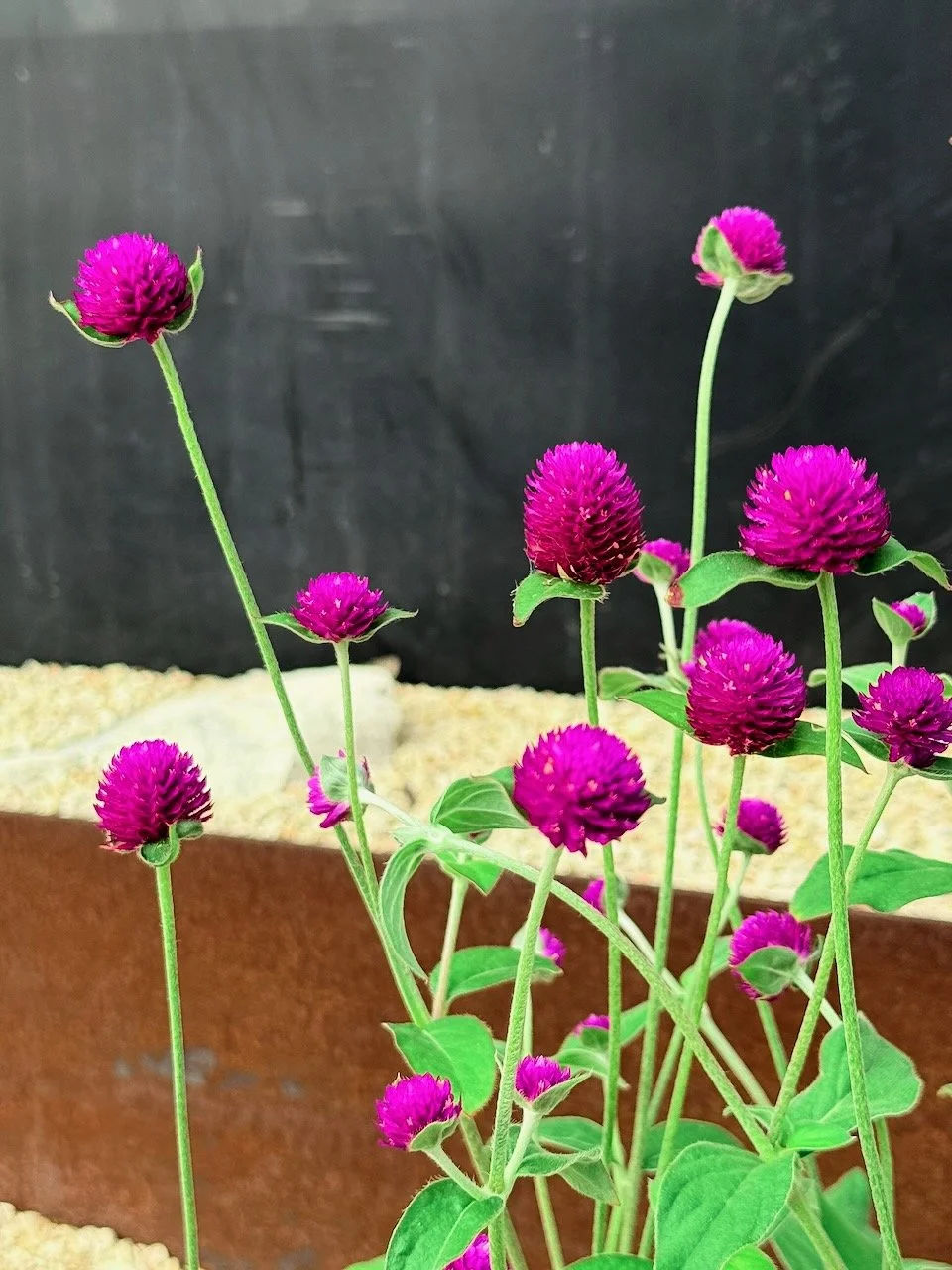 Close Up Audrey Purple-Red Globe Amaranth AHR.jpeg