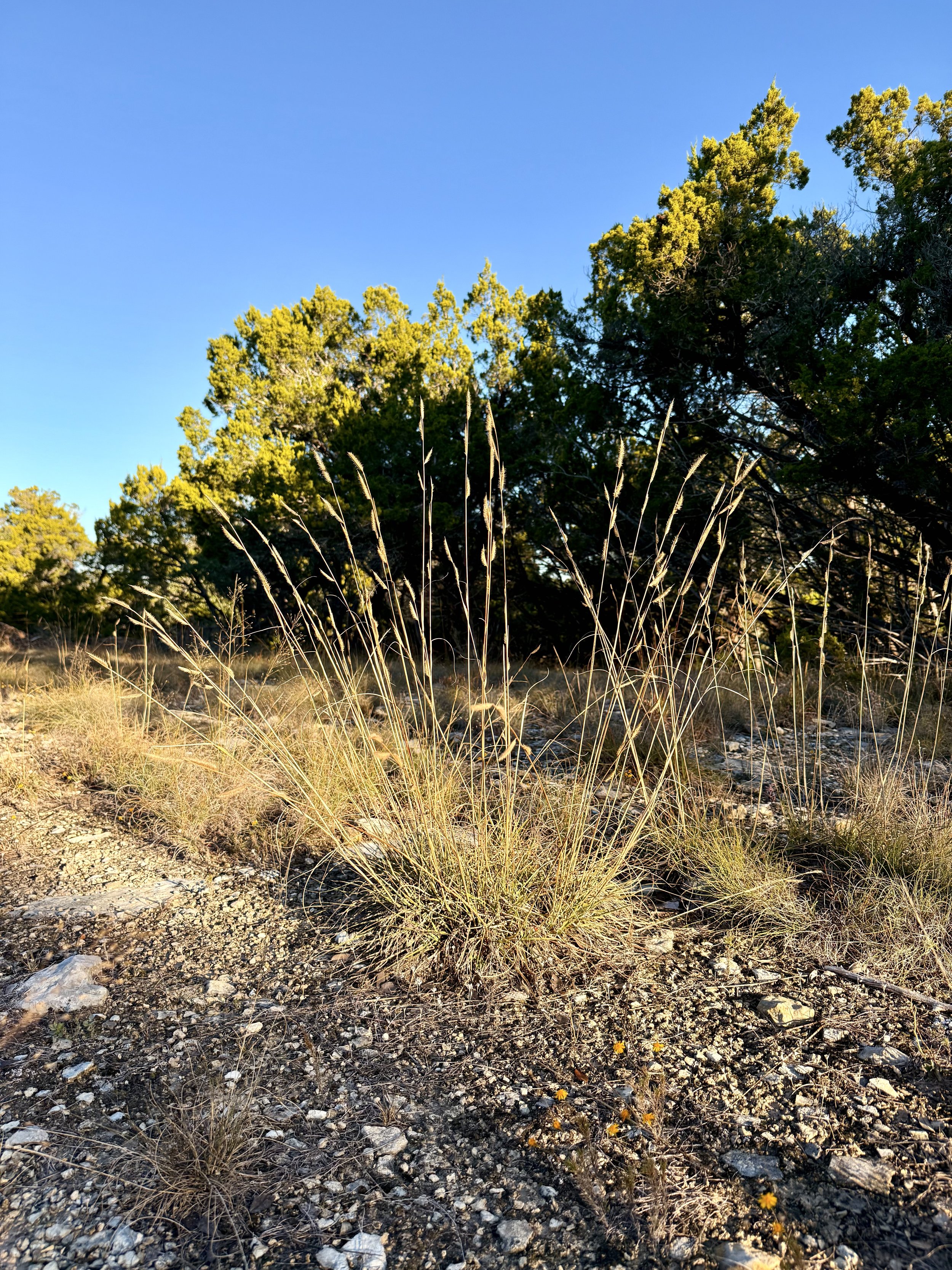 Blue Grama grass growing in rocky caliche soil at sunrise with Ashe Juniper trees in the background