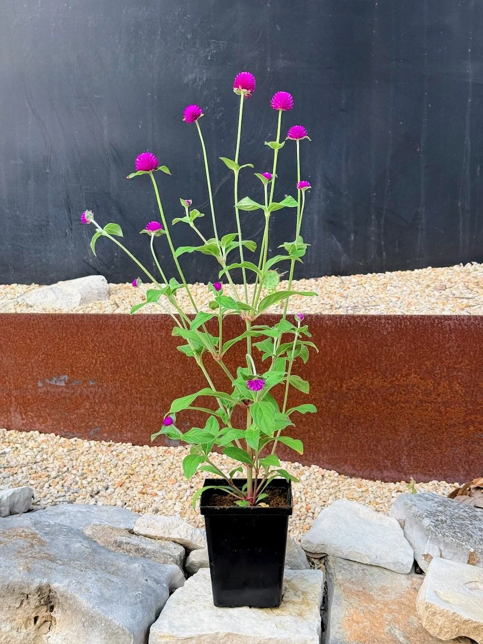 Audrey Purple-Red Globe Amaranth AHR.jpeg