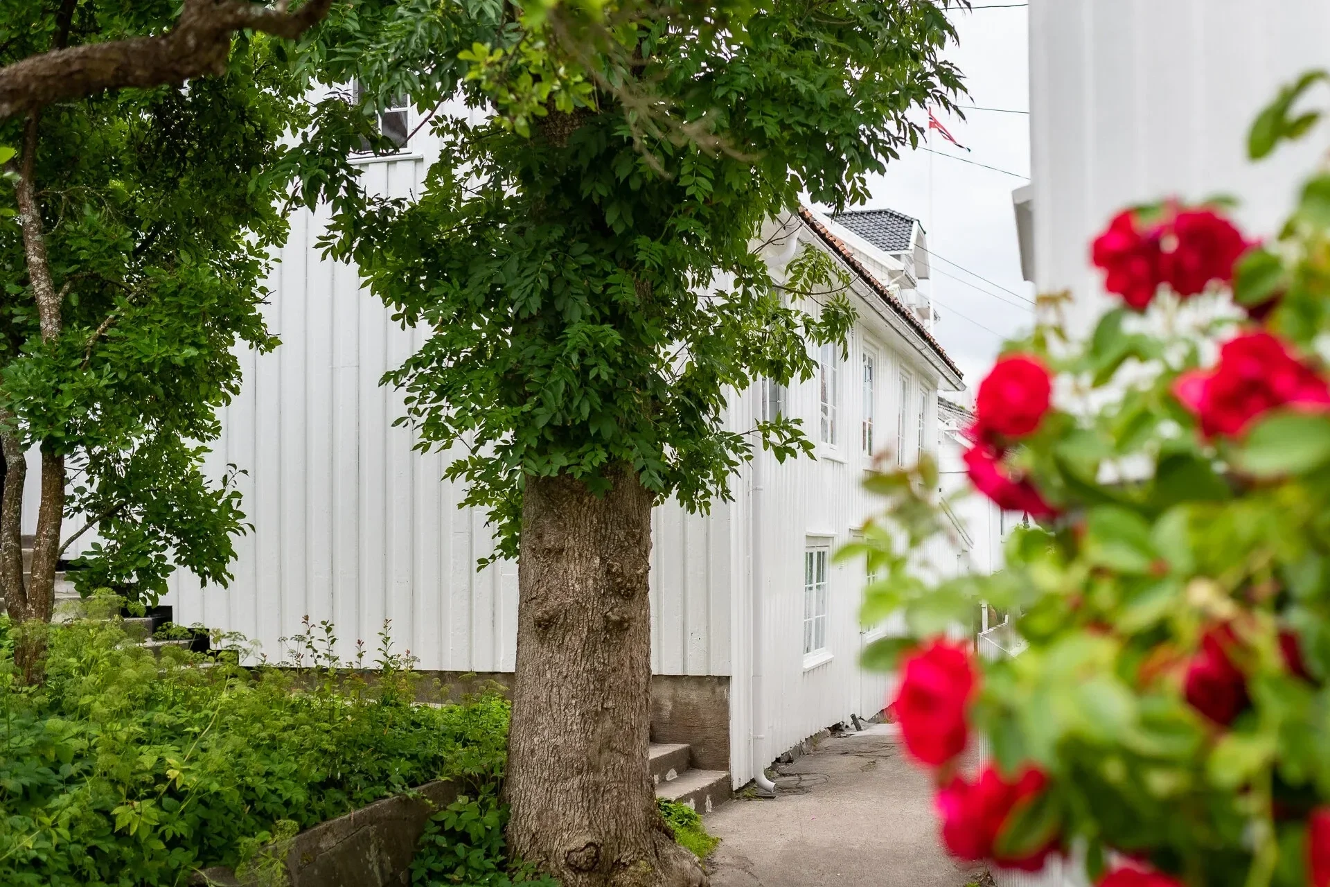 Et hvitt hus med svart tak sett fra en hage med grønne planter, et tre i forgrunnen og en blomsterklype med røde blomster på høyre side.