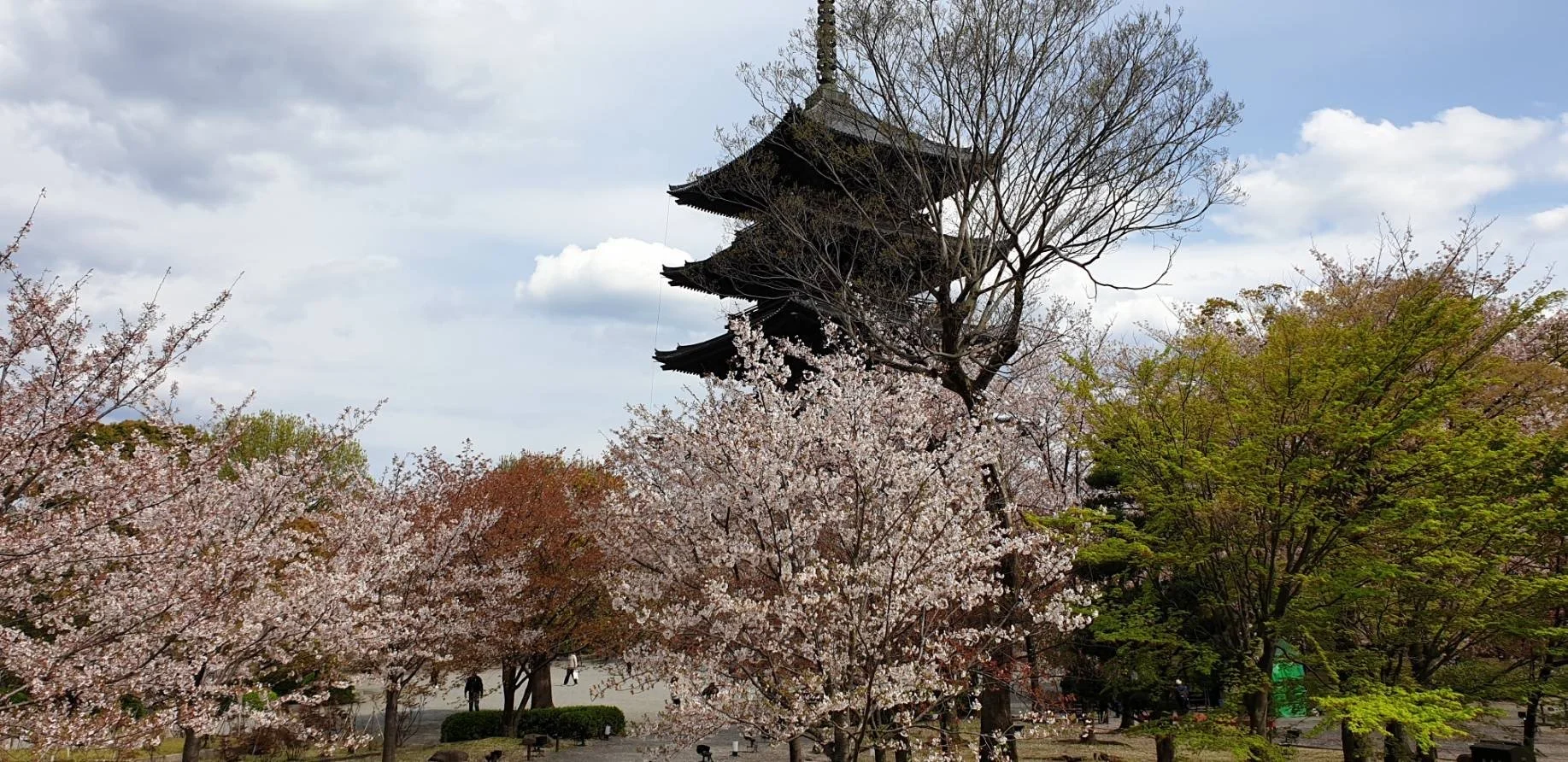Un temple traditionnel japonais entouré de cerisiers en fleurs et d'arbres verts sous un ciel partiellement nuageux.