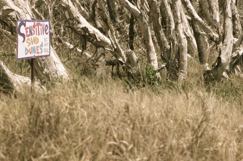 Island Vibe 2013040.jpg