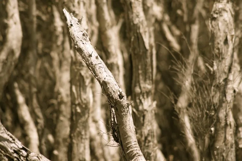 Island Vibe 2013041.jpg