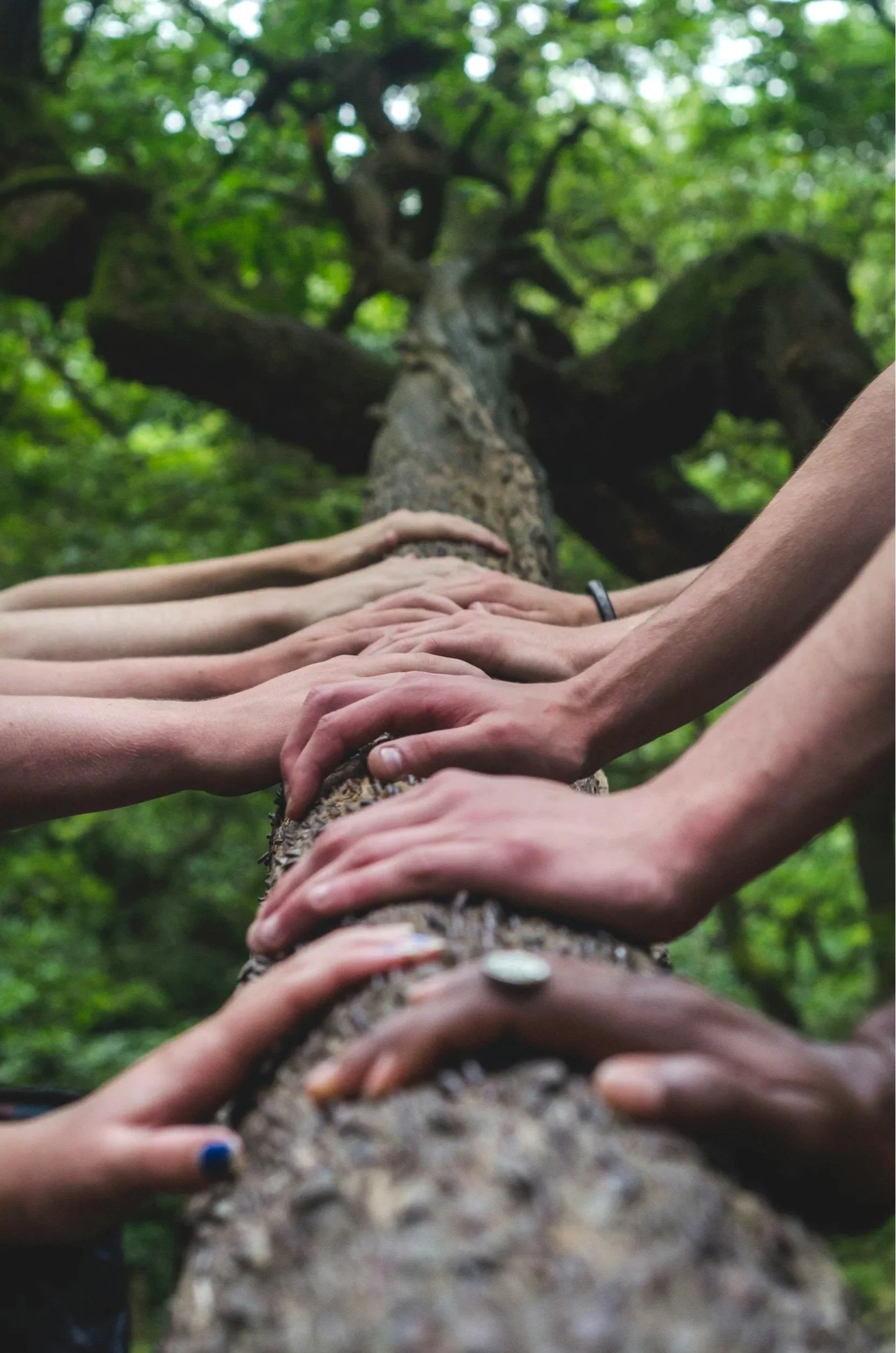 Multiple hands resting on a fallen tree trunk in a forest, with a large tree and green foliage in the background.