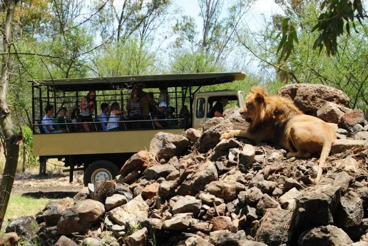 Un lion repose sur des pierres devant un groupe de touristes dans une zone boisée. C'est à l'île Maurice. Plus précisément au Casela Park qui propose des safaris.