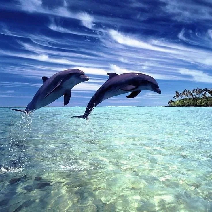 Deux dauphins sautent hors de l'eau dans une mer turquoise sous un ciel en partie nuageux, avec une petite île ou une forêt en arrière-plan. C'est à l'île Maurice.