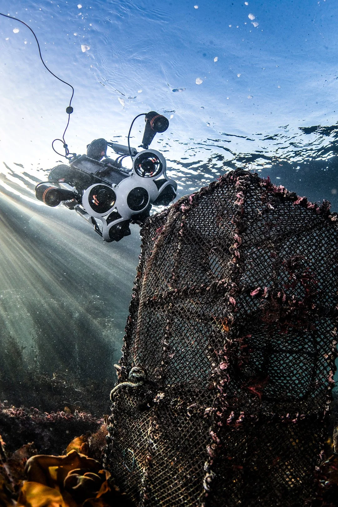 Undervannsbilde av en ROV og en tapt krabbeteine, med sjøbunn og sollys som skinner gjennom vannet. ROV'en rydder teinen fra havbunnen slik at dyreliv ikke går tapt. 