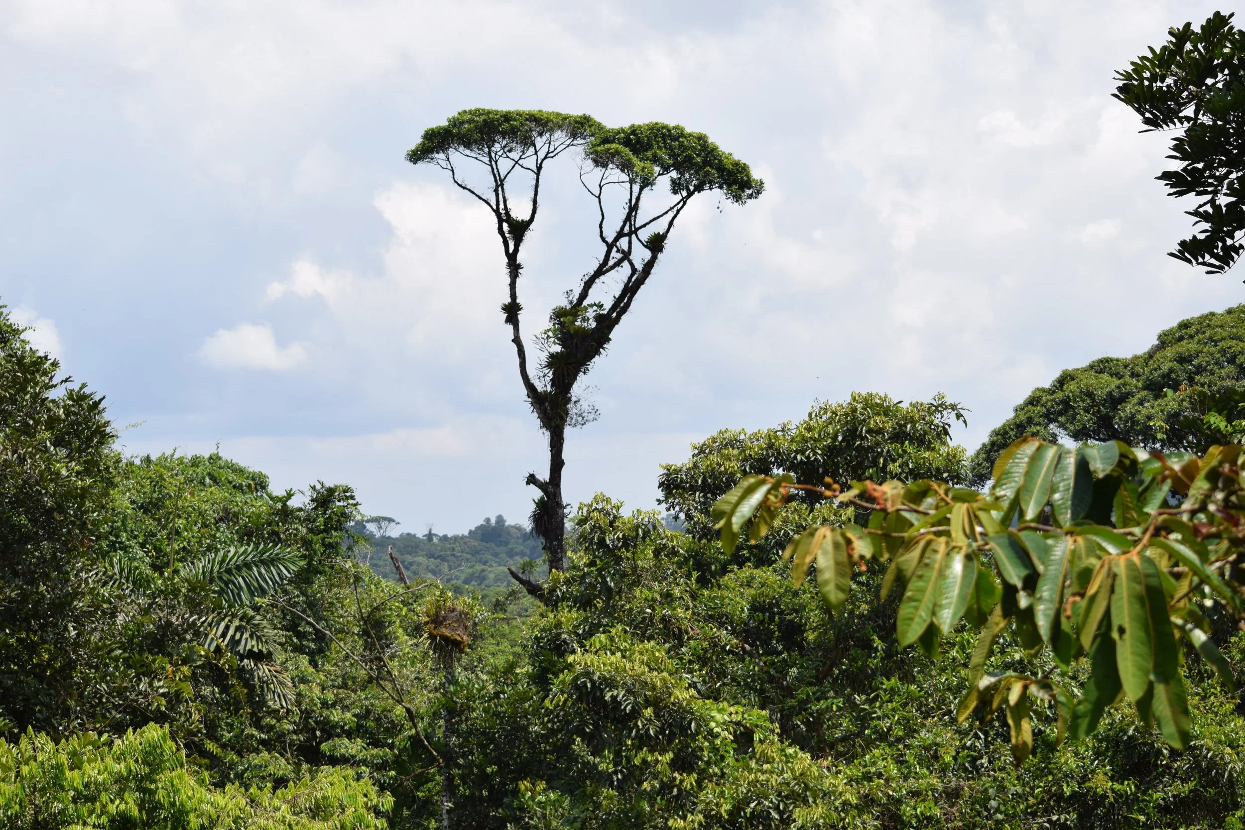 A Forest Is More Than Trees