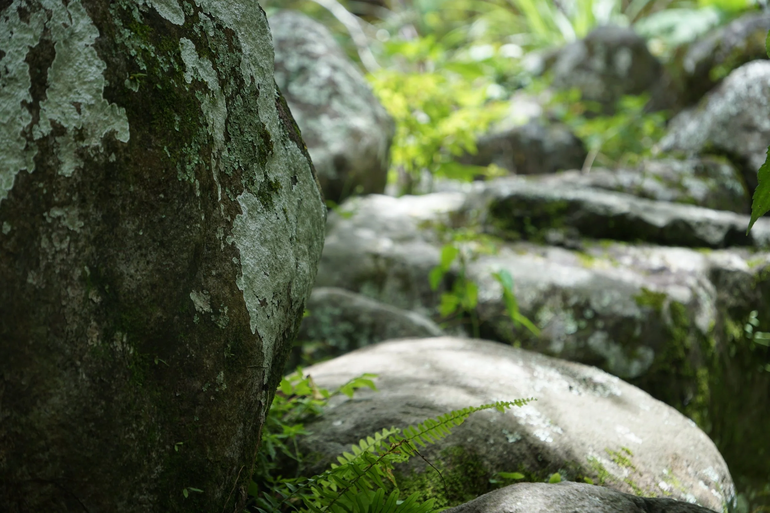 The Hidden Forest