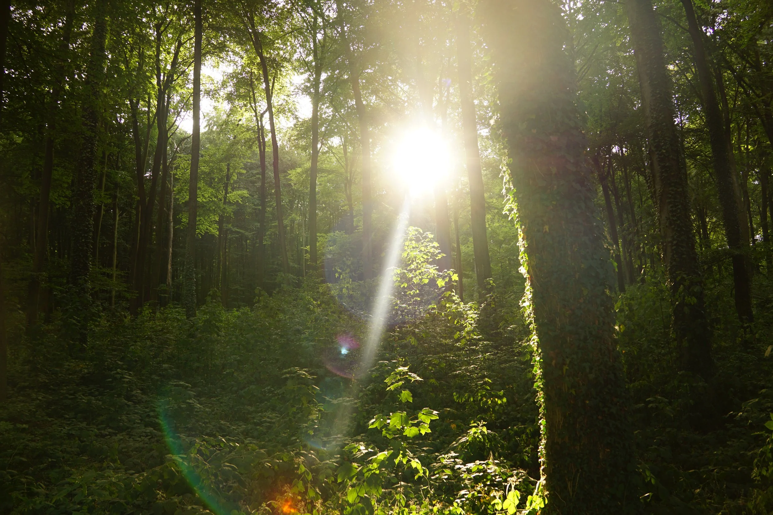 Our Living Forest
