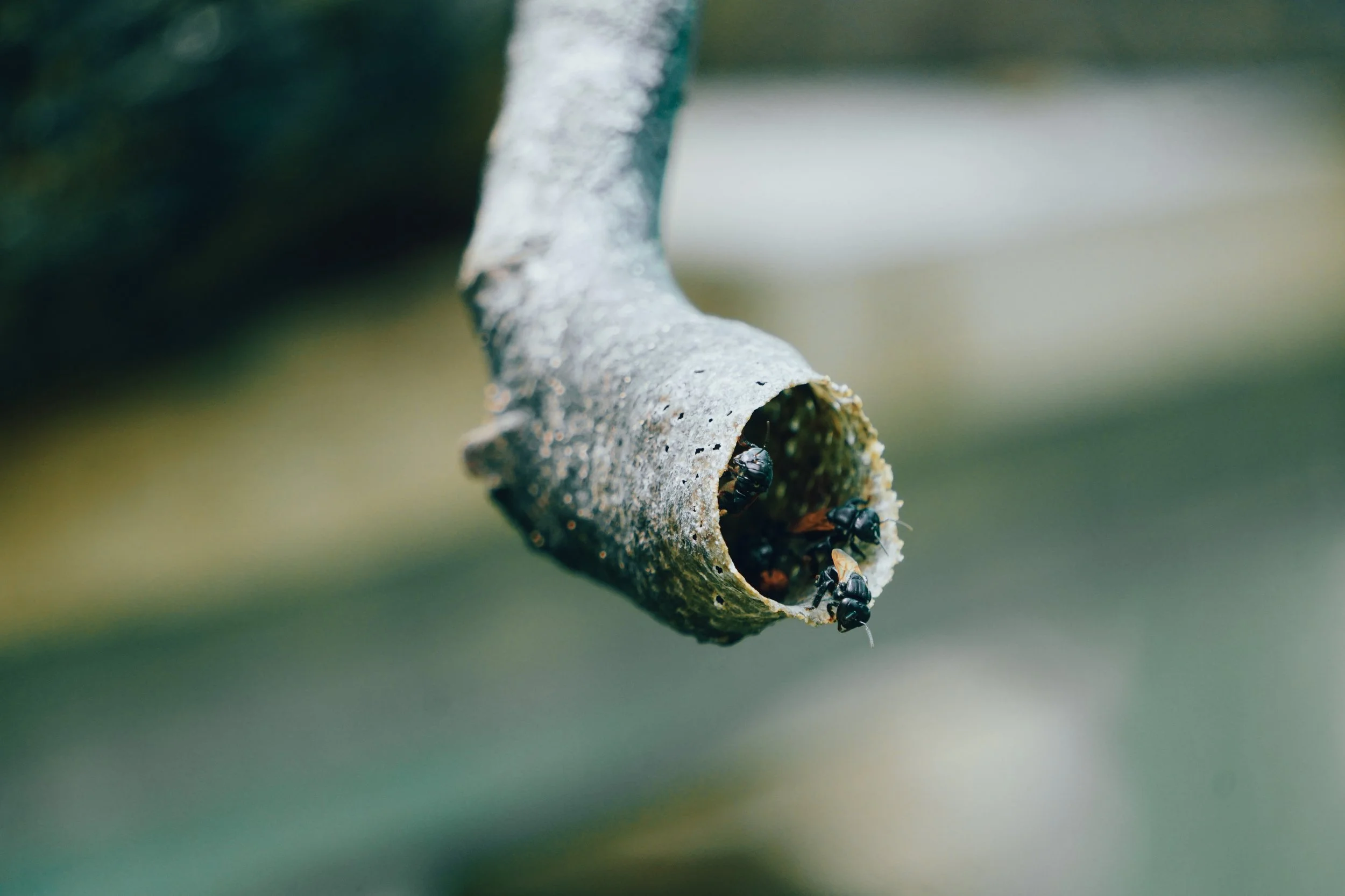 Living with the Stingless Bees
