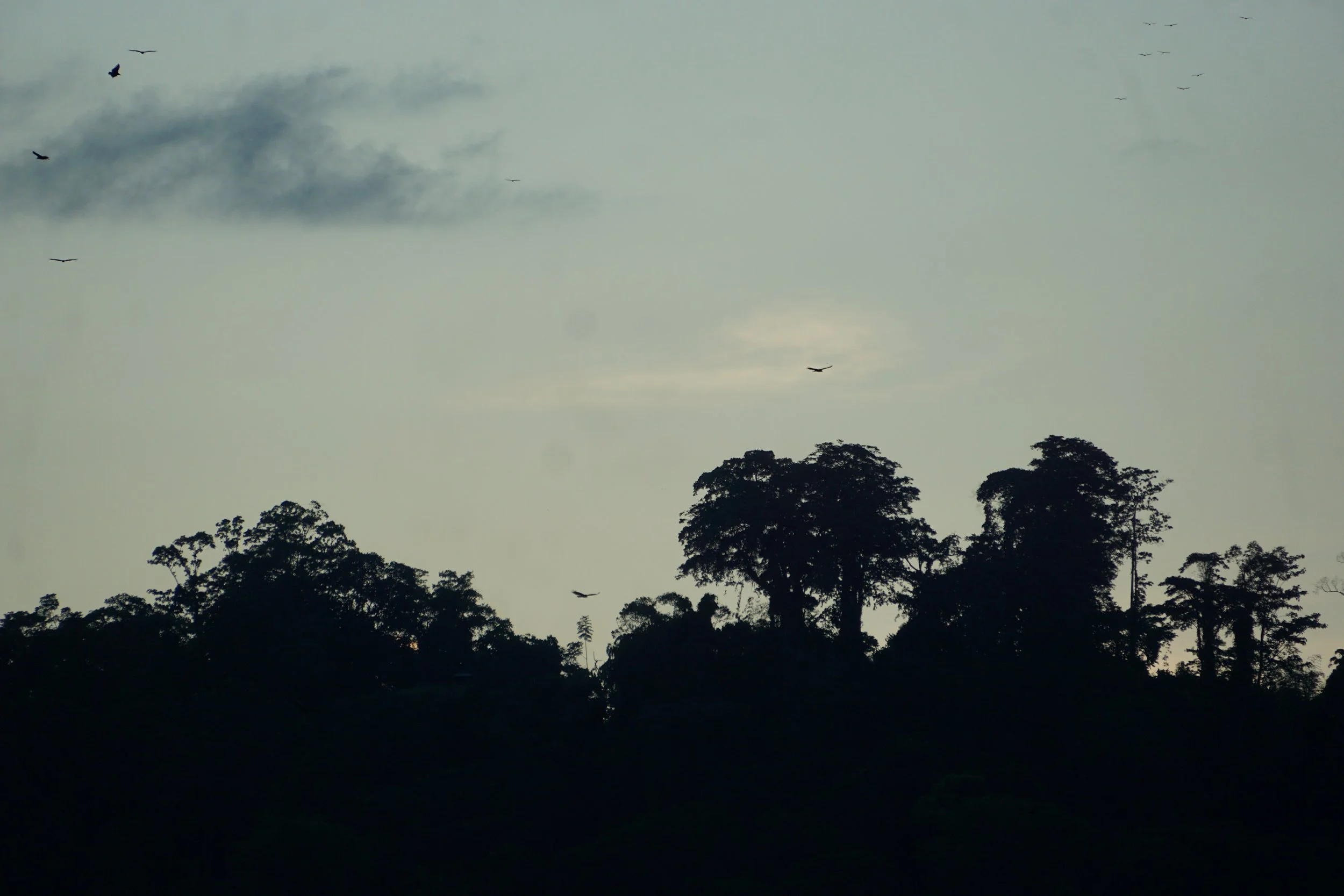 From Observation to Action