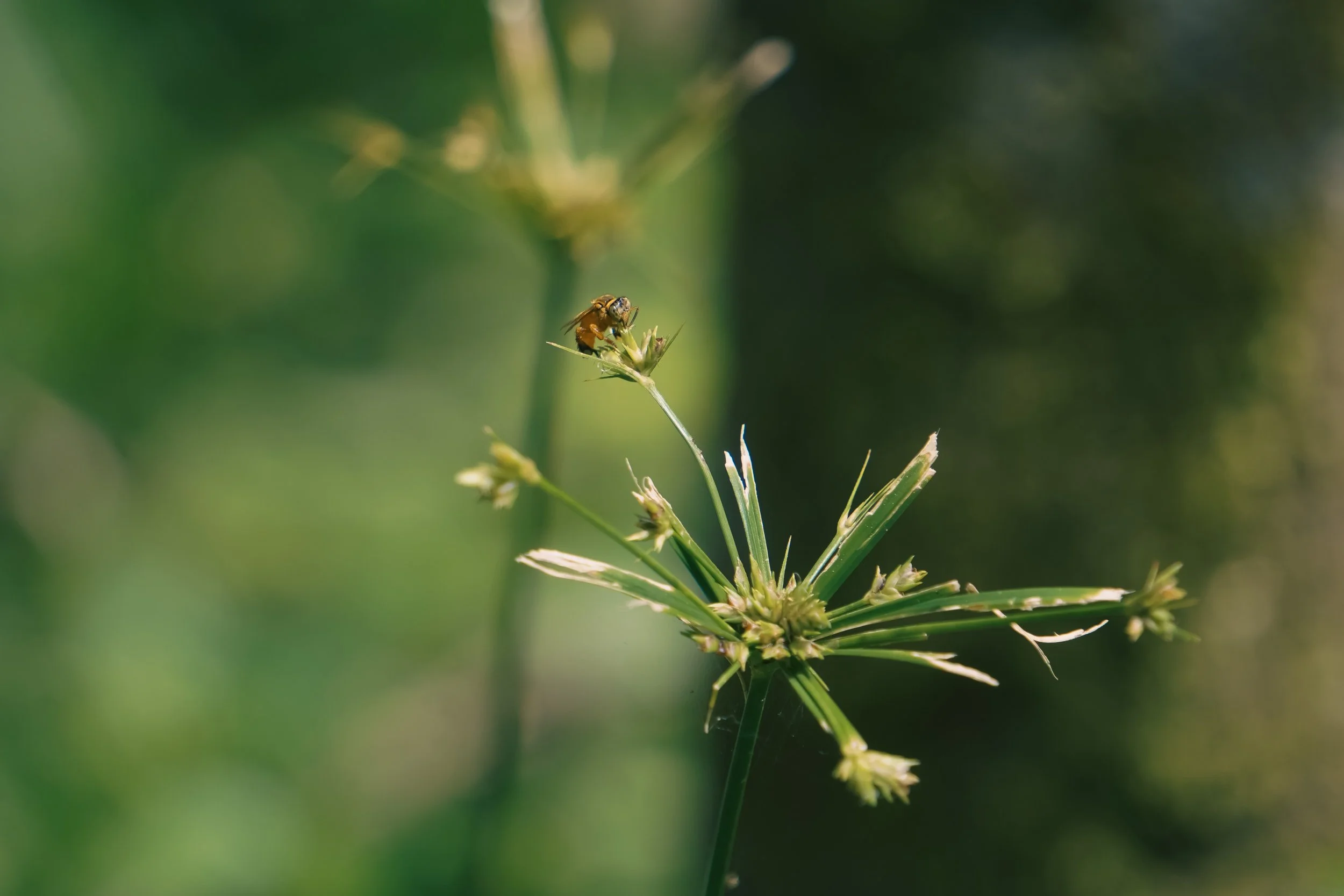 "little angel" bee