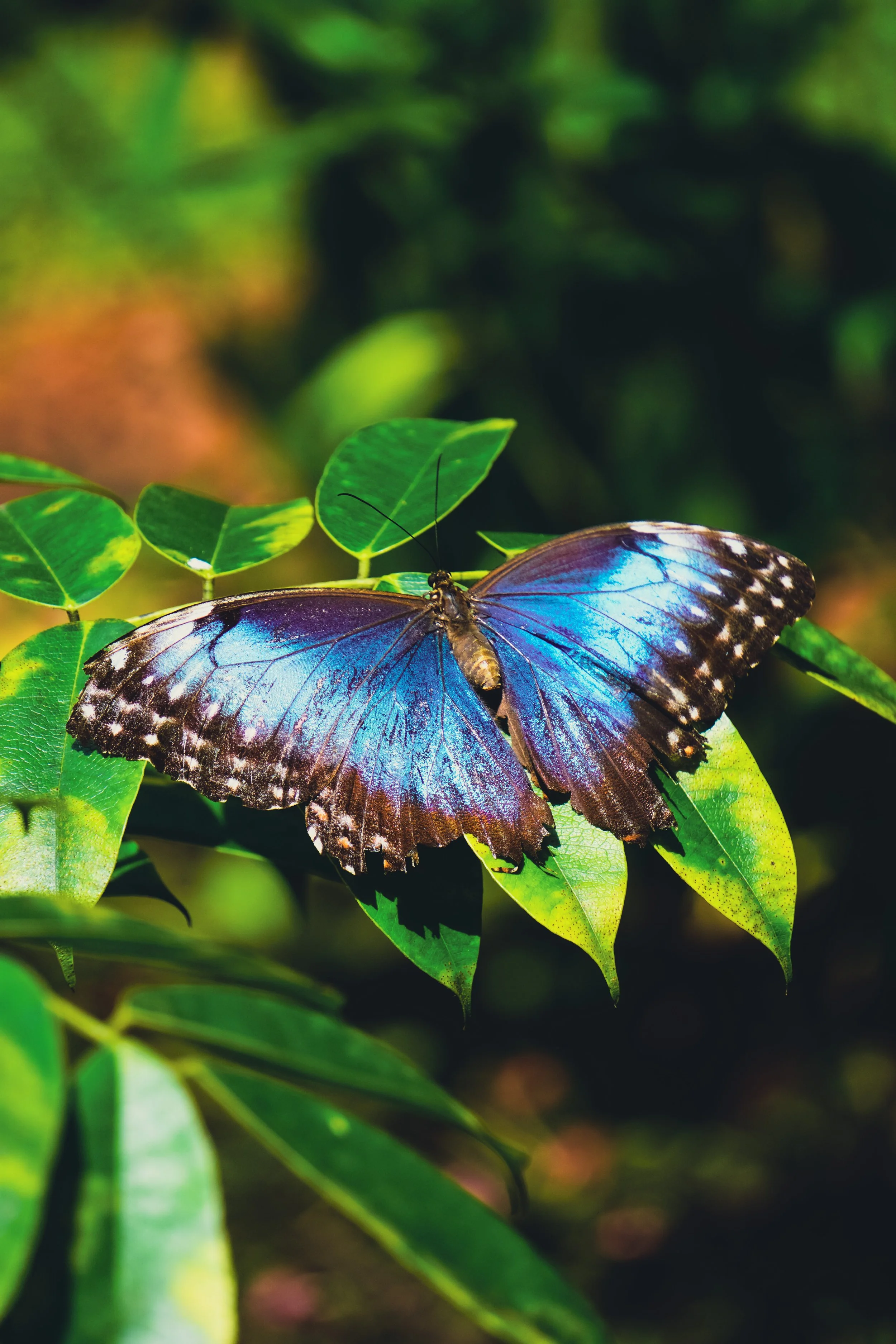 blue morpho