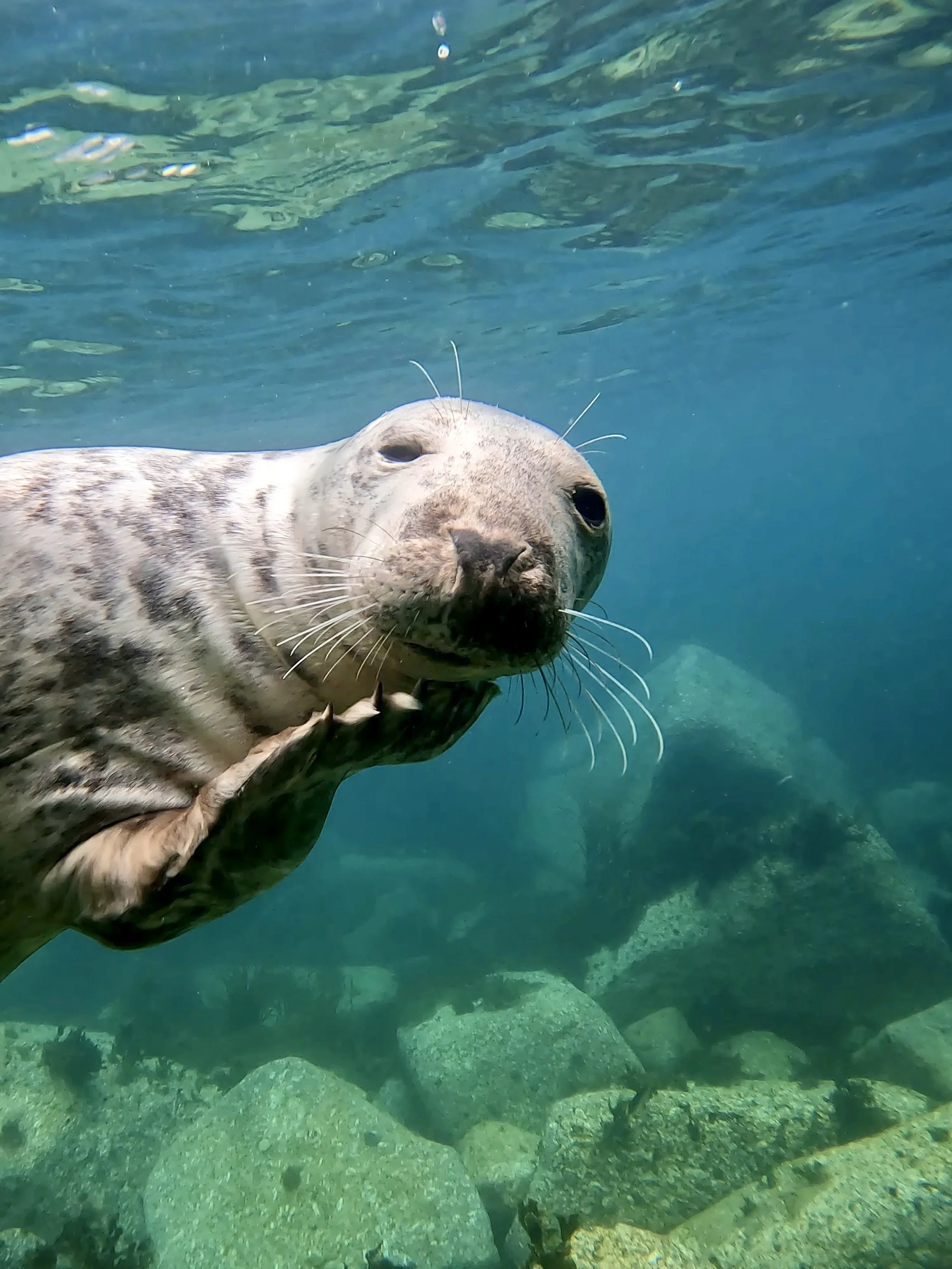 A seal swimming underwater with rocks on the ocean floor.