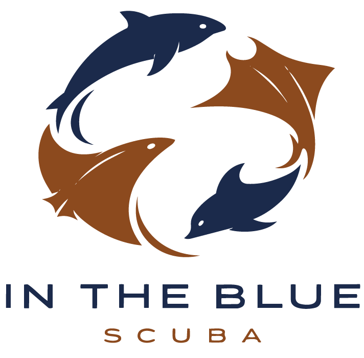 In The Blue | Scuba Diving, Training &amp; Travel