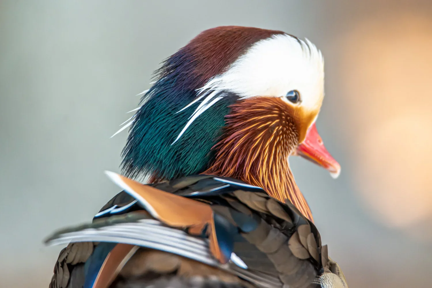 Close-up of a colorful bird with a mix of white, brown, black, and teal feathers, and a red beak facing to the right.